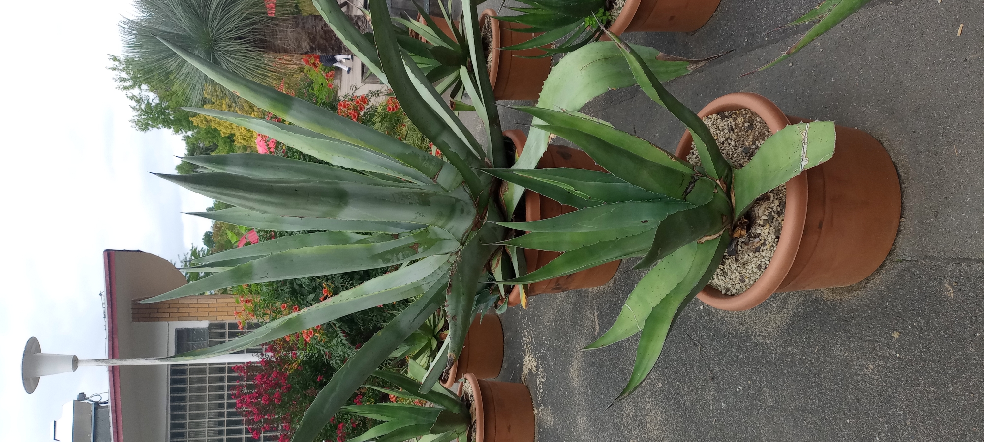 In Dortmund, Germany, an outdoor scene displays several potted agave plants of varying sizes arranged on a paved surface. A large agave plant dominates the foreground, with its broad, pointed leaves reaching upwards. To its left and right, smaller agave plants are also visible in terracotta pots. In the background, a building with a white facade, red trim, and a large window is partially obscured by the plants. A tall, white lamp post stands near the building. Lush greenery, including flowering bushes with red and orange blossoms, surrounds the potted plants and the building, suggesting a garden or botanical setting. The sky is overcast.