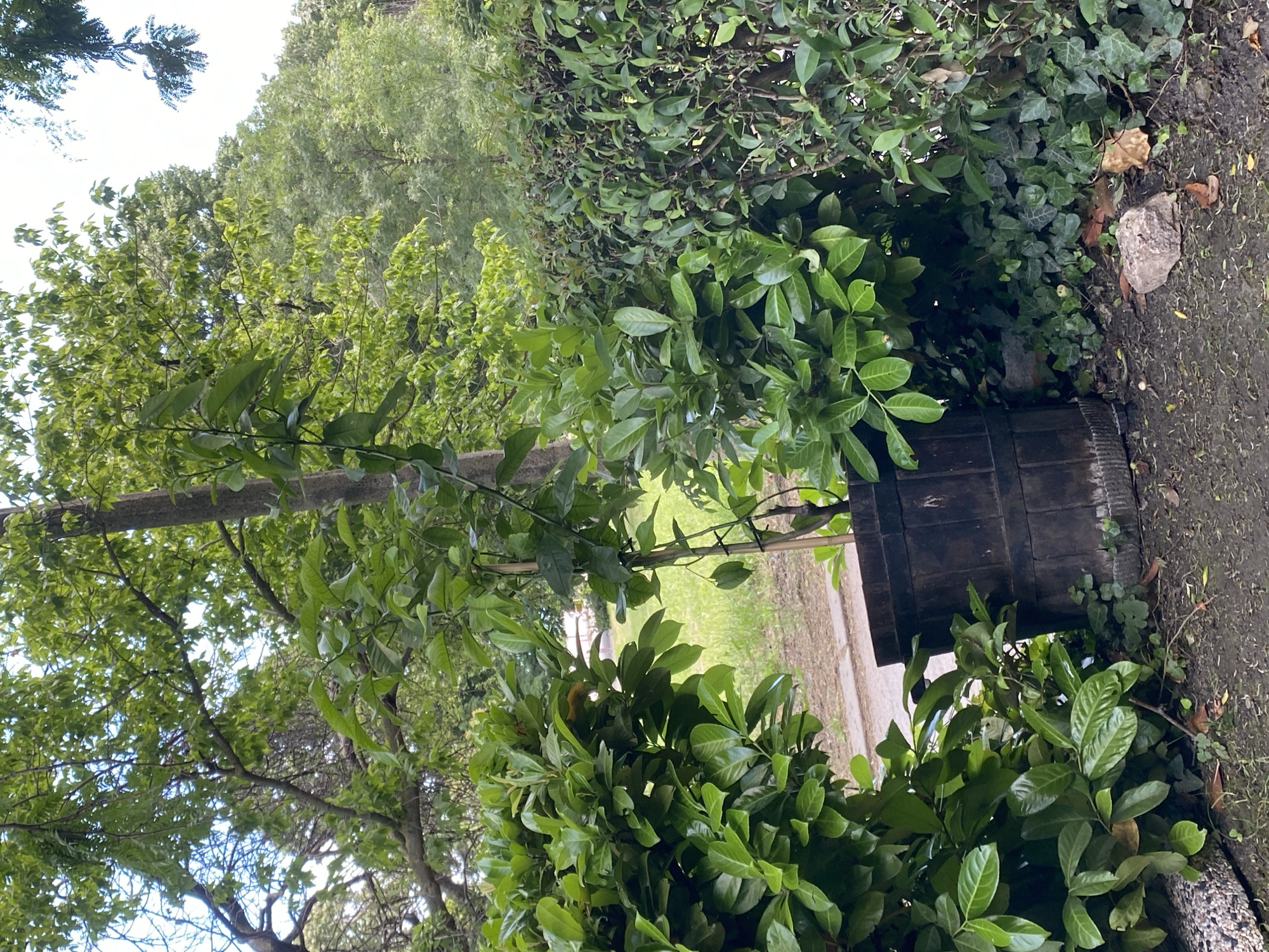 In Varna, Bulgaria, a dark wooden barrel sits partially obscured by lush green foliage. The barrel appears to be made of weathered wood, with visible bands. It is positioned on uneven, dark soil, surrounded by various plants, including dense bushes and climbing ivy that covers the ground and creeps up the barrel. Beyond the immediate foreground, a pathway or road is visible, leading towards a grassy area and further into a wooded landscape. The overall environment suggests an outdoor setting, possibly a garden or park, with mature trees overhead filtering sunlight. No individuals are present in the scene.