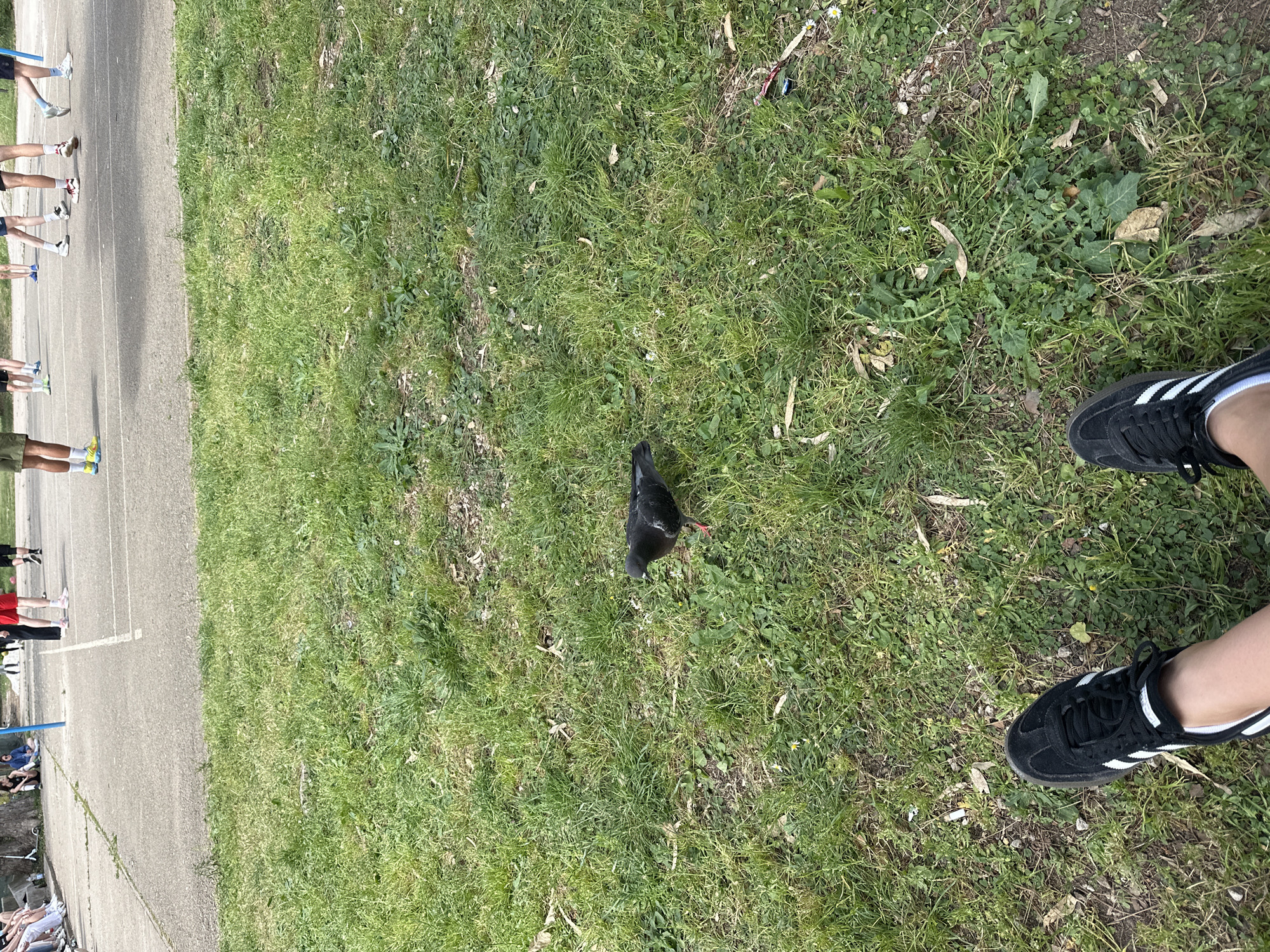The image shows a pigeon standing in a grassy area next to a running track. In the background, there are people standing and sitting near the track. In the foreground are a pair of shoes. There is no information to confirm the location in the city of Budva, Montenegro.