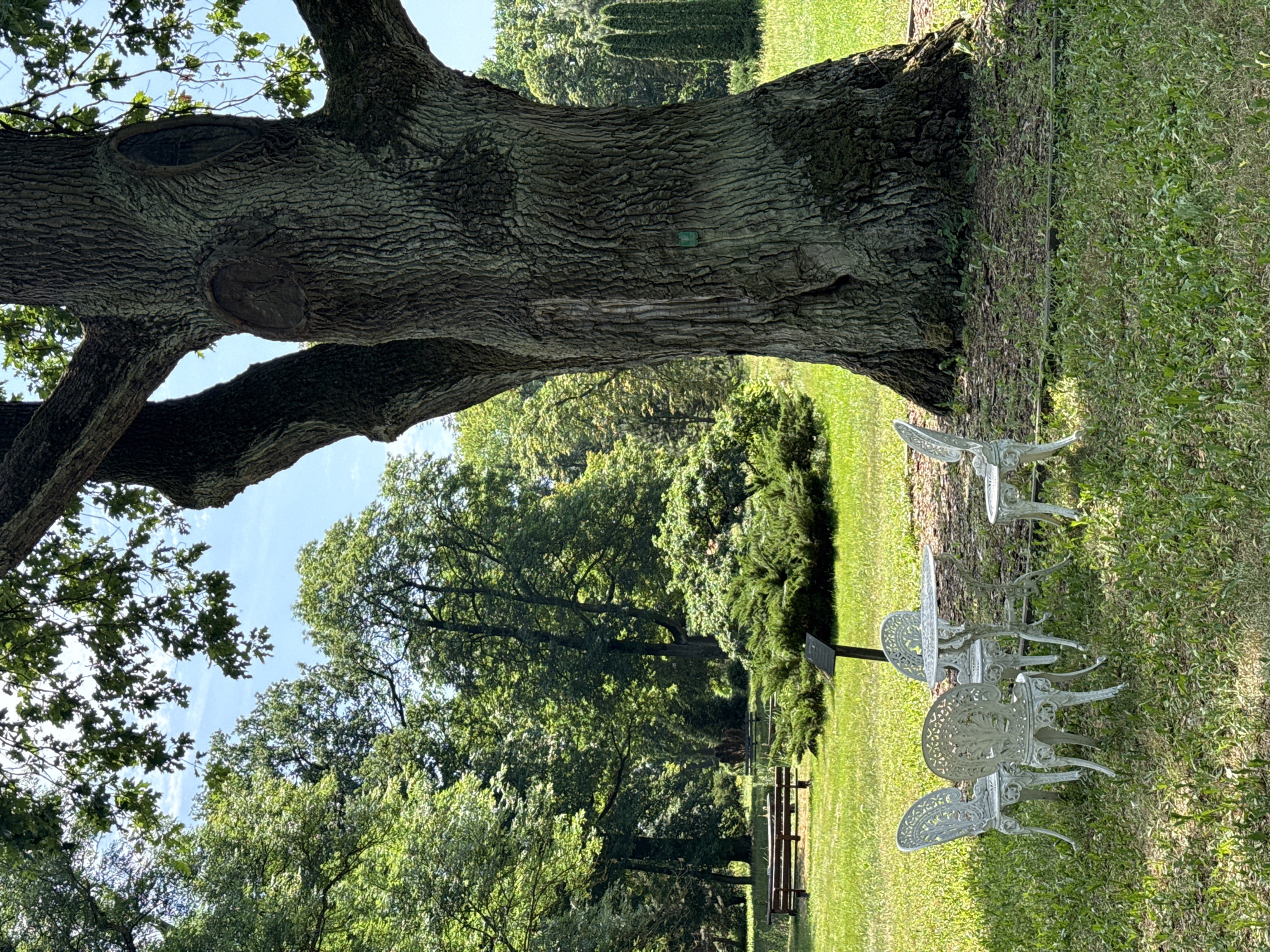 The image depicts a serene park setting in the city of Krubki-Górki, Poland. Dominating the foreground is a majestic, ancient tree with a thick, gnarled trunk and spreading branches. At the base of this tree, a delicate white cast-iron table and four chairs are arranged on a patch of grass, suggesting a tranquil spot for relaxation or a small gathering.
In the background, a lush green lawn stretches out, dotted with various trees and shrubs. A wooden bench is visible further back, inviting visitors to rest and enjoy the natural beauty. The sky above is a clear blue, with a few scattered white clouds. The overall atmosphere is peaceful and inviting, showcasing a well-maintained park ideal for outdoor enjoyment.