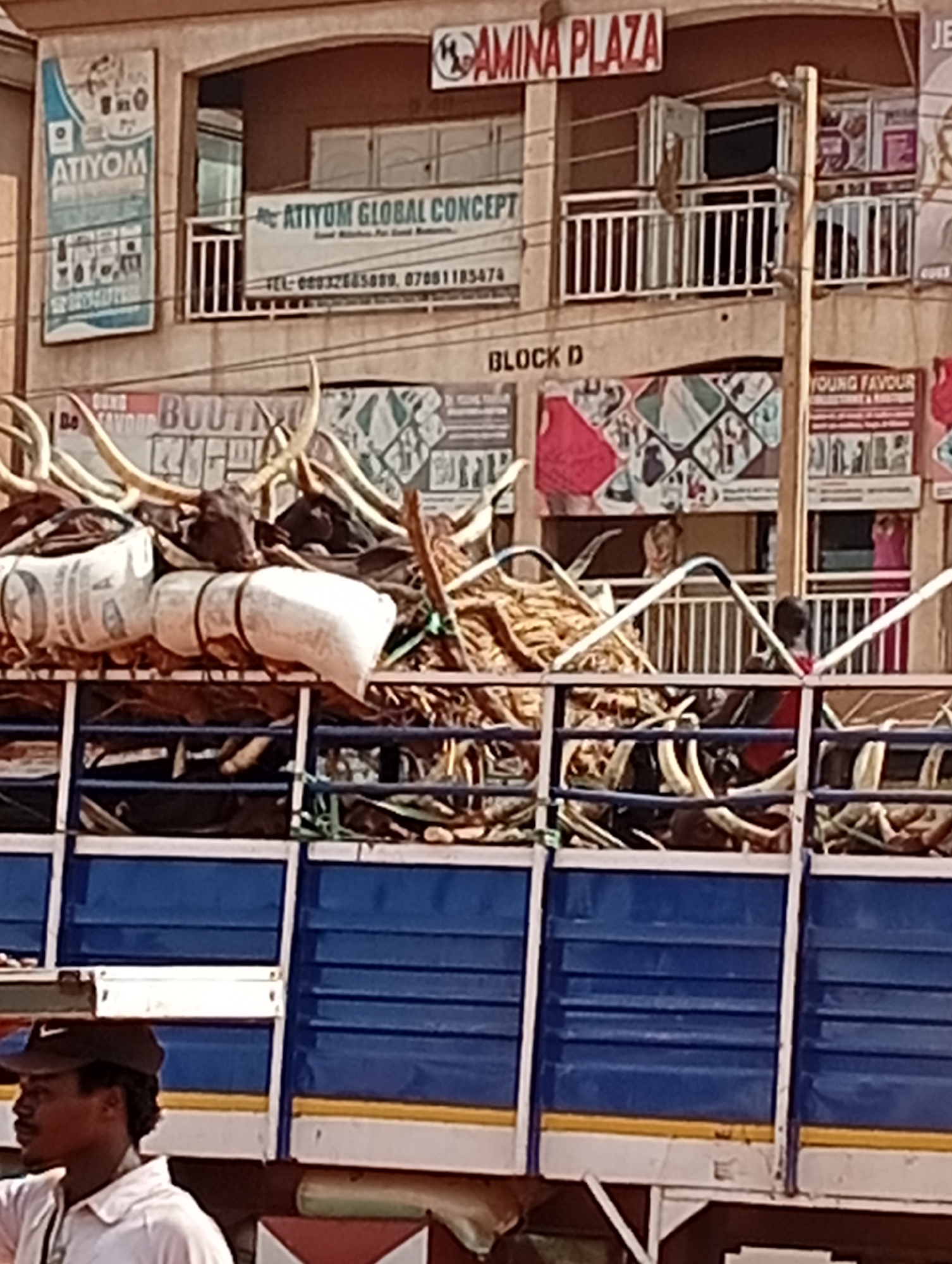 The image shows a truck loaded with cattle, sacks, and other materials. The truck's side is blue with white and yellow trim. A man in a white shirt and dark cap is visible in the foreground. In the background, there is a building with signs including "ATIYOM," "AMINA PLAZA," "ATTYOM GLOBAL CONCEPT," "BLOCK D," and "YOUNG FAVOUR." The location is identified as Ado, Nigeria, based on the phone numbers listed on one of the signs.