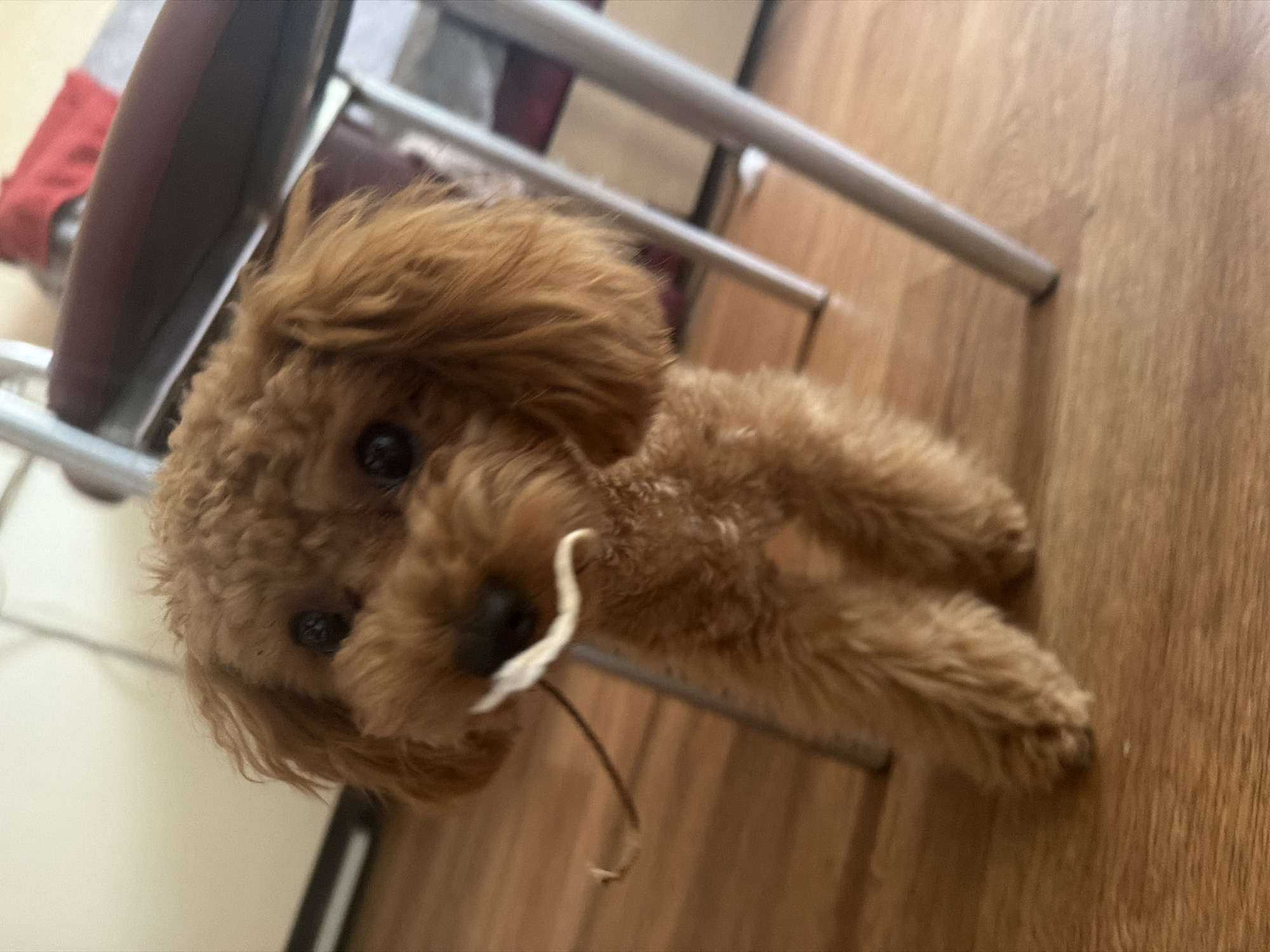 A toy poodle with light brown fur is standing on a wooden floor indoors, holding a thin piece of white material in its mouth. The dog's head is tilted slightly forward, and its dark eyes are looking directly at the camera. Behind the dog, the legs of a metal chair with a maroon seat are visible. The background consists of a wall and a hint of furniture. The lighting is natural and soft, illuminating the scene from the front. There is no indication of the specific location within Kyiv, Ukraine.