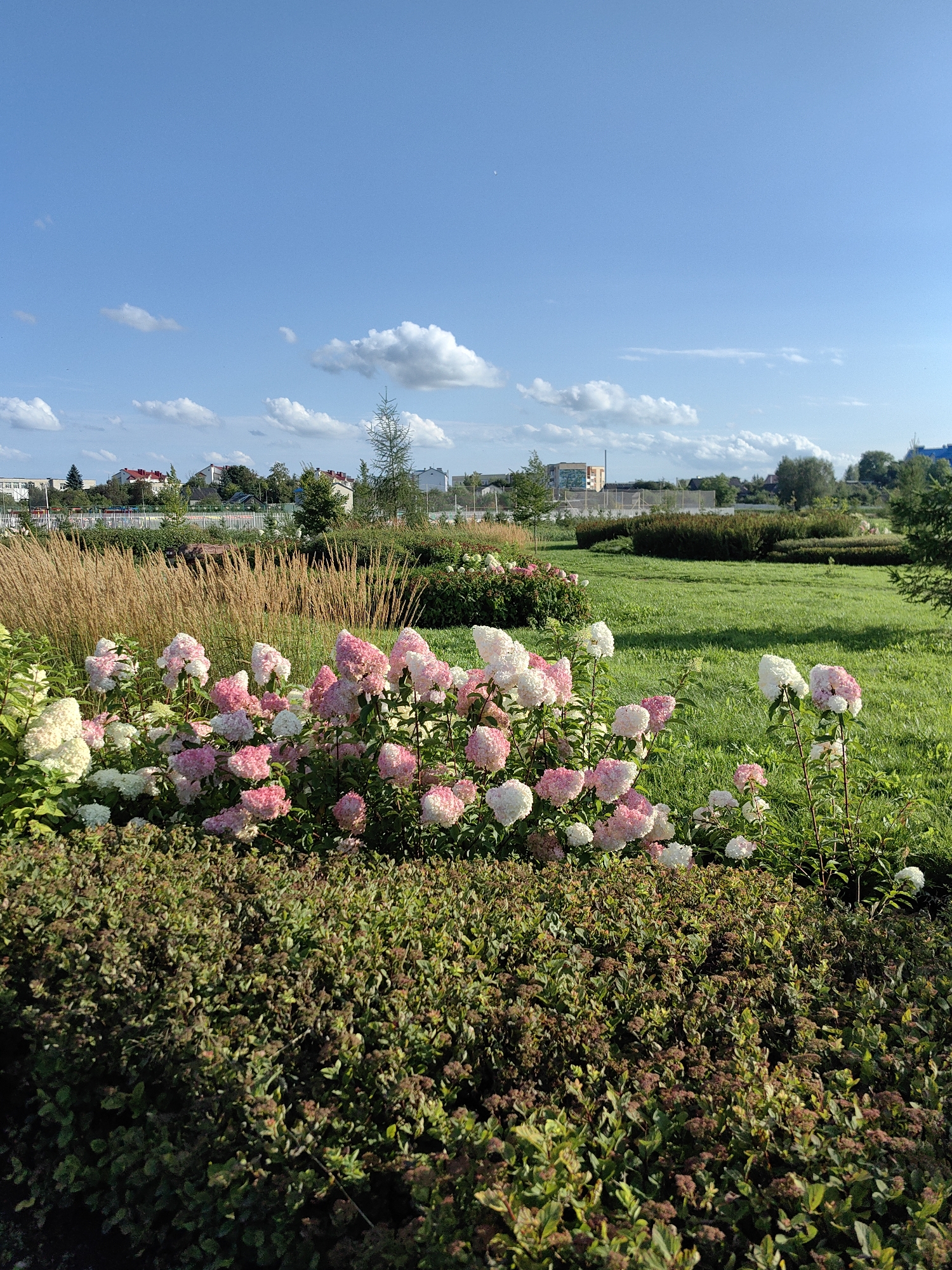 The image depicts a park-like setting with a clear blue sky dotted with white clouds. In the foreground, a dense cluster of flowering bushes with pink and white blossoms is visible. Behind these, tall, golden-brown grasses stand out. Further into the background, a lush green lawn stretches out, bordered by manicured bushes and trees. In the distance, residential buildings with red roofs and other structures are seen, suggesting an urban or suburban environment. This scene is located in the city of Myadzyel, Belarus.