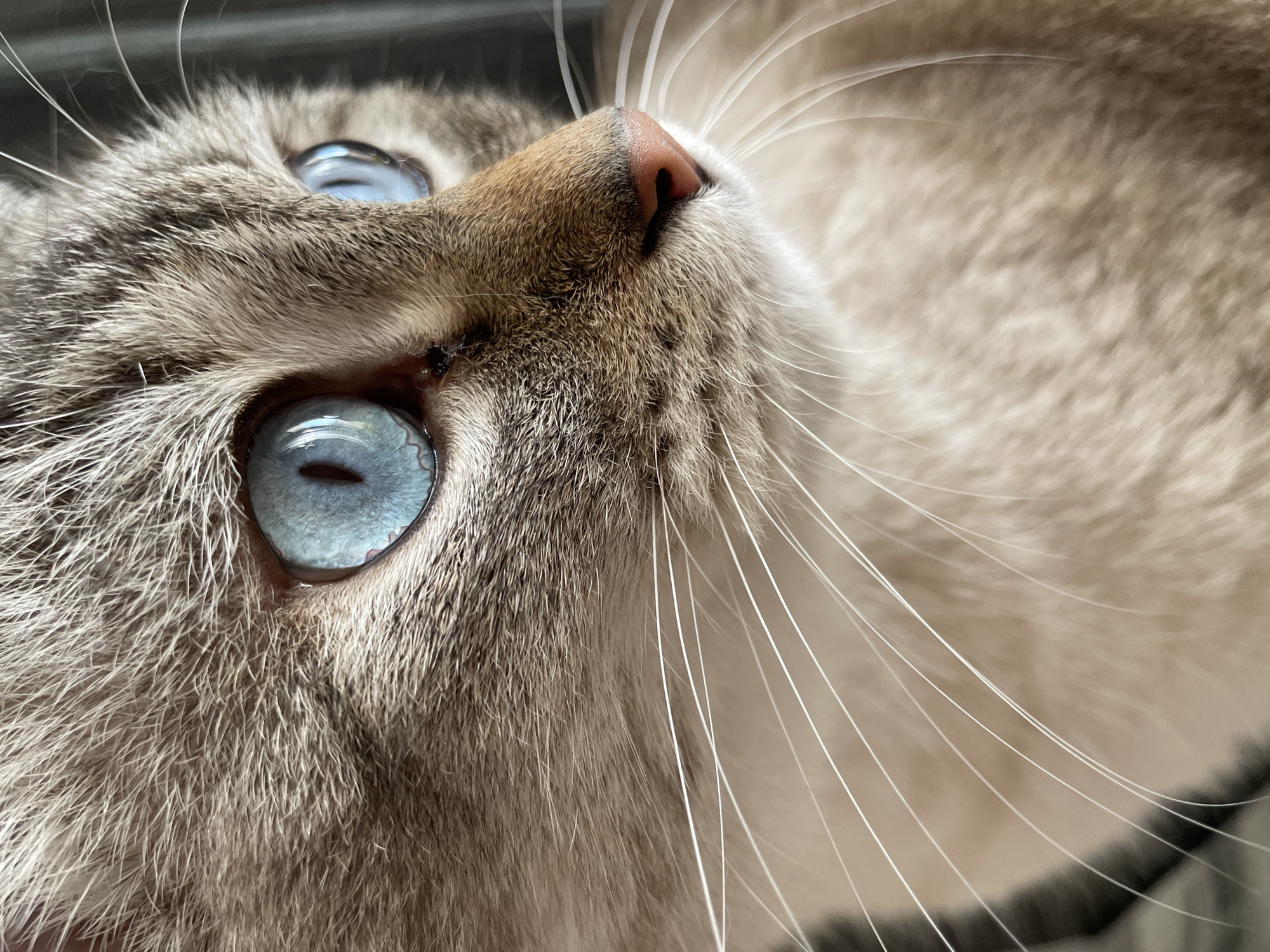 This media file is a close-up, low-angle, eye-level shot of a cat's face, emphasizing its striking blue eyes. The cat has grey and tan tabby fur with prominent white whiskers fanning out from its nose. Its eyes are large, with visible pupils and a detailed iris pattern, reflecting light and appearing almost luminous. The cat's pink nose is also visible, slightly off-center. The background is softly blurred, suggesting an indoor setting. The overall mood conveyed is one of intense focus and curiosity, with the cat seemingly looking upwards or towards something just outside the frame. The lighting appears to be natural and soft, possibly from a window, indicating it could be daytime. No text is visible in the image.