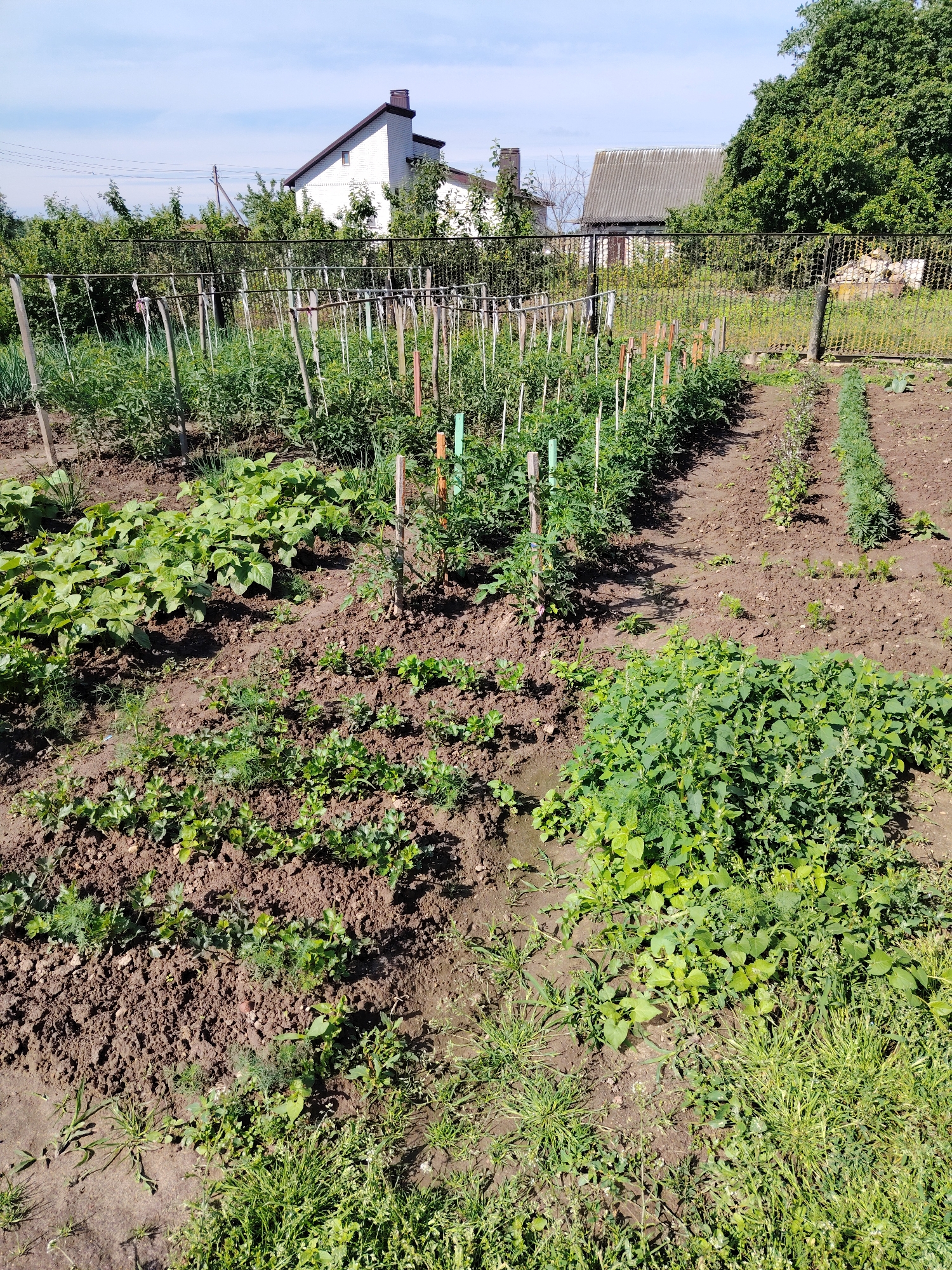 The image depicts a sunny day in a rural garden, likely in or near Верцялішкаўскі сельскі Савет, Belarus. In the background, a white two-story house with a dark roof and chimney stands amidst lush green trees. To its right, a smaller, older building with a corrugated metal roof is visible, also surrounded by foliage. A black metal fence separates the garden from the background structures.
The foreground is dominated by a well-tended vegetable garden. Several rows of plants are arranged in the rich brown soil. The most prominent are rows of young tomato plants, supported by wooden stakes and string, stretching towards the back of the garden. To the left of the tomatoes, a dense patch of green leafy plants, possibly beans or squash, is growing. Further to the front, smaller plants, including what appears to be dill and possibly parsley or celery, are visible in neat rows. Some areas of the garden are covered in grass and weeds, particularly along the right edge and in patches within the cultivated rows. The overall impression is one of a productive, traditional garden in a peaceful, rural setting. There are no people or animals visible in the image.