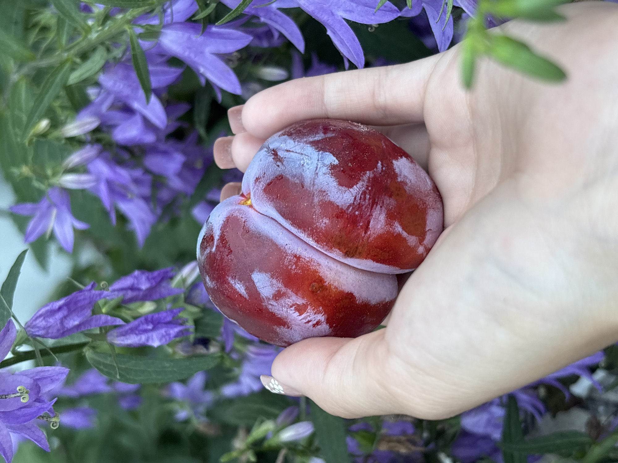 A close-up, shallow depth of field, medium shot shows a person's hand holding a dark red plum with a dusty bloom. The plum is positioned in the palm, with the fingers gently cupping its form. The background is filled with blurred purple bell-shaped flowers and green foliage, creating a natural, garden setting. The location is specified as Ворошиловка, Kazakhstan.