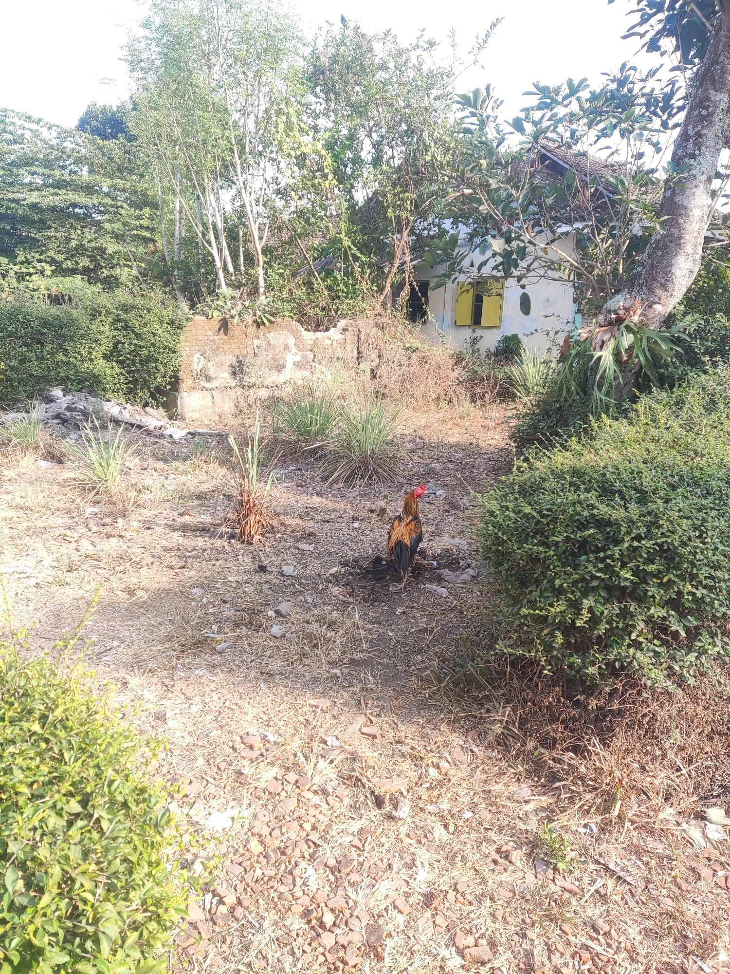 In Trihanggo, Indonesia, a rooster stands on dry, rocky ground near a dense green bush. Behind the rooster, a dilapidated building with a yellow-windowed facade is partially visible, surrounded by overgrown vegetation. The scene is characterized by dry grass, scattered rocks, and a sense of abandonment, with sunlight casting shadows across the yard. The architecture of the building suggests a rural or semi-rural setting.