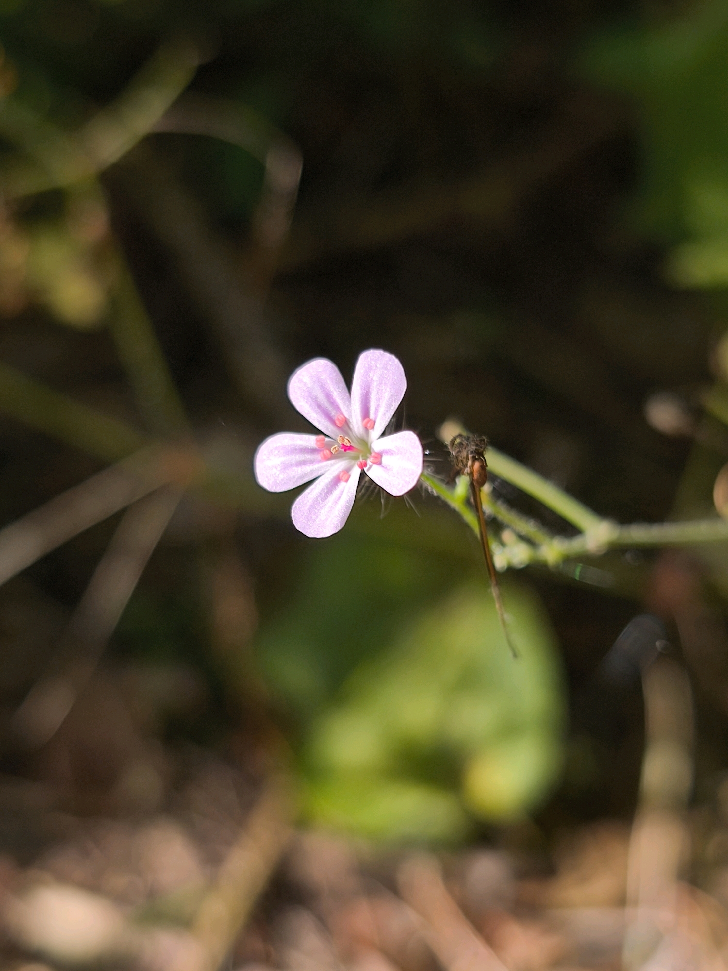 A close-up, outdoor photograph captures a single, small, five-petaled pink flower with red stamens at its center. The flower is positioned slightly to the left of the frame, with its petals unfurled. To the right of the flower, a delicate, slender, reddish-brown insect, possibly a damselfly or a small dragonfly, is perched on a thin, green stem. The insect's body is segmented and appears to have wings, though they are not clearly defined. The background is a soft, blurred mix of dark greens and browns, suggesting foliage and natural ground cover. The lighting appears to be natural, casting soft shadows and highlighting the flower's delicate structure. The scene is likely in a natural setting within the city of Mahilyow, Belarus, possibly a park, garden, or natural reserve, given the presence of flora and fauna. There are no humans or human-made structures visible in the image.