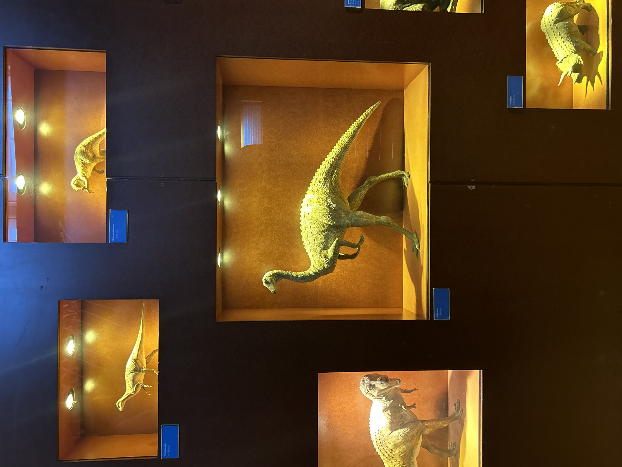 This image displays a museum exhibition featuring dinosaur models. The exhibition is located in the Natural History Museum in London, United Kingdom. The scene shows several display cases containing realistic models of dinosaurs, illuminated by spotlights. In the foreground, a model of a Tyrannosaurus Rex is visible on the left, partially cropped. To its right, a larger display case features a model of a long-necked dinosaur, possibly an Ornithomimus, standing on its hind legs. Above this, two smaller display cases show models of bipedal dinosaurs, one on the left and another on the right. In the lower right corner, a model of a Triceratops is displayed. Each exhibit includes a small blue plaque providing information about the dinosaur. The background is dark, emphasizing the illuminated models.
