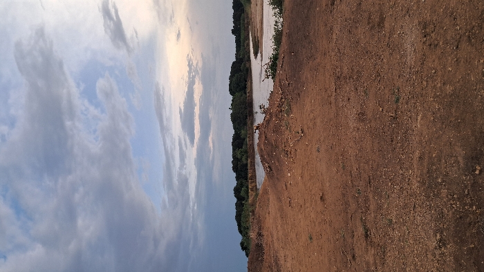 The image depicts an outdoor scene in Walu, Kenya, under an overcast sky featuring dark grey, light grey, and white clouds, with a visible pale orange/pink hue on the horizon to the right, indicative of either dawn or dusk. The foreground is dominated by reddish-brown, dry, compacted earth, characterized by small stones and sparse, low-lying vegetation. Several small earthen mounds are present in the immediate midground, leading towards a body of water. This water body, likely a river, flows from left to right across the midground, appearing murky. Its banks are composed of similar reddish-brown earth. On the bank of the water body, specifically on one of the earthen mounds, a single light-colored goat is visible, standing on all fours, facing towards the water. The background consists of a dense line of green trees and bushes, forming a forested or heavily vegetated area along the far bank of the water. No human figures or discernible man-made structures are present.