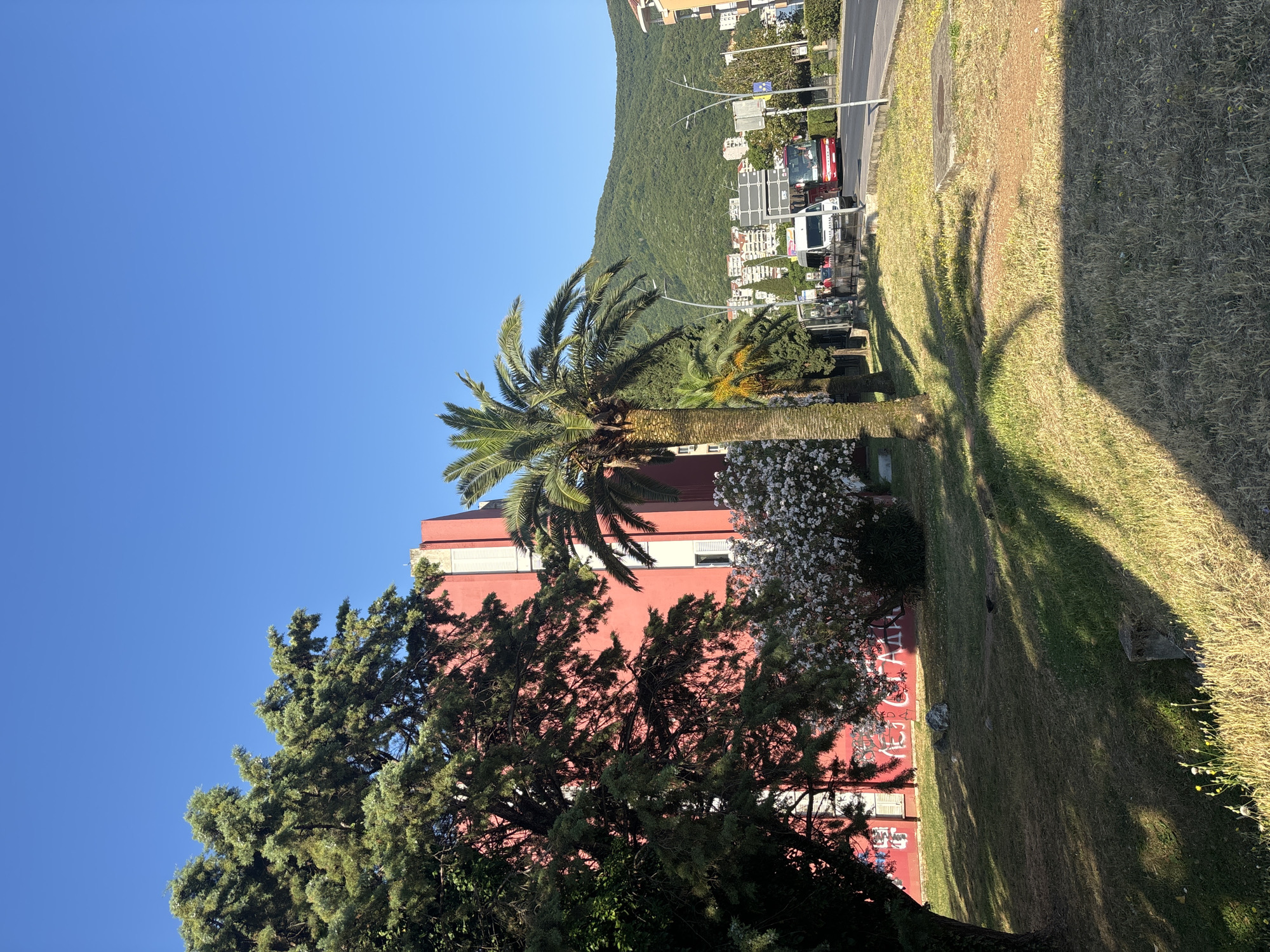 The image depicts a street scene in Budva, Montenegro, on a clear, sunny day. In the foreground, a grassy area with sparse yellow wildflowers is visible, with shadows of palm trees cast across it. A mature evergreen tree with dense foliage stands to the left, partially obscuring a bright red building with white shutters and graffiti. To the right of the building, a palm tree with a slender trunk and fanned fronds rises against a clear blue sky.
In the middle ground, a road runs parallel to the scene. On the road, a white van and a red bus are stopped, possibly at a bus stop where a few figures are visible. The bus stop has a metal fence and a glass enclosure. Beyond the road, a line of buildings with multiple stories and balconies can be seen, nestled against a lush green mountainside that dominates the background. The overall impression is one of a Mediterranean urban environment with a backdrop of natural beauty.