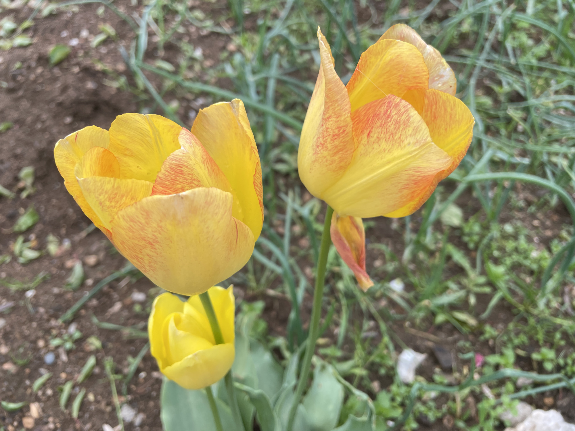 The image shows a close-up of three tulips in a garden bed. Two of the tulips are predominantly yellow with reddish-orange streaks or speckles, and their petals are opening widely. One tulip is fully yellow, and the petals are closed. The tulips are growing in soil interspersed with small green plants and weeds. Part of the bare soil is visible in the background. The image was taken in Zlatograd, Bulgaria.