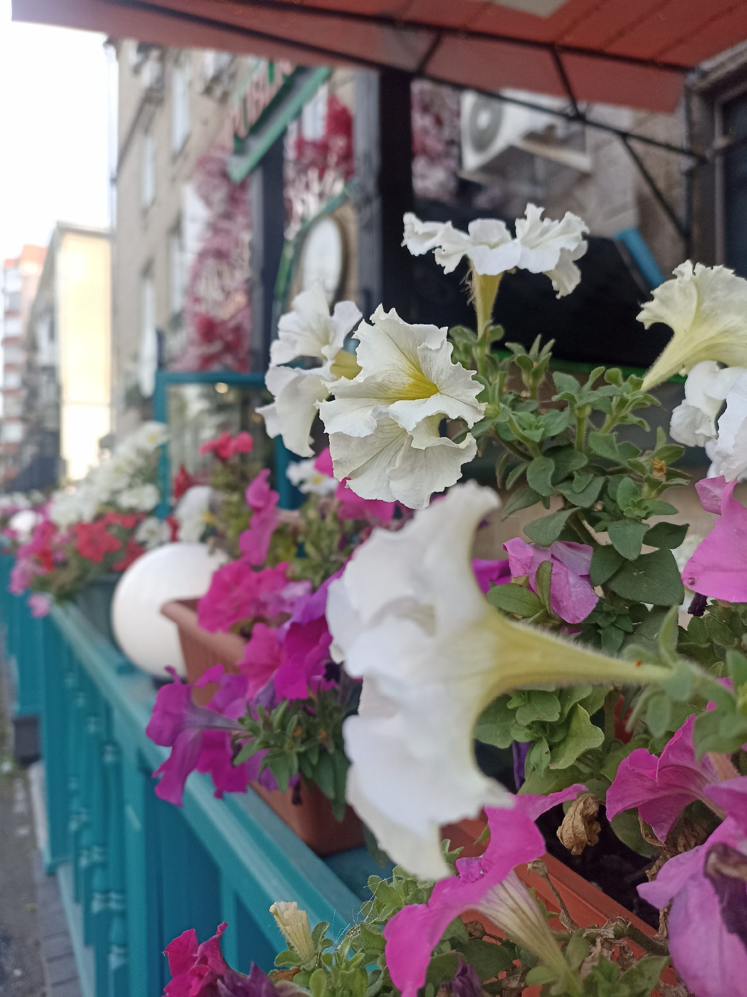This image depicts a close-up view of potted petunias, predominantly white and pink, arranged along a turquoise railing. The flowers are in bloom, with some showing slightly wilted petals. In the background, a building facade with visible architectural details and an air conditioning unit is present. The scene appears to be an outdoor setting, possibly a cafe or a residential balcony, with a street visible in the lower left portion of the image. The overall lighting suggests an overcast day. No people are visible in the frame. The location is identified as Novosibirsk, Russia.