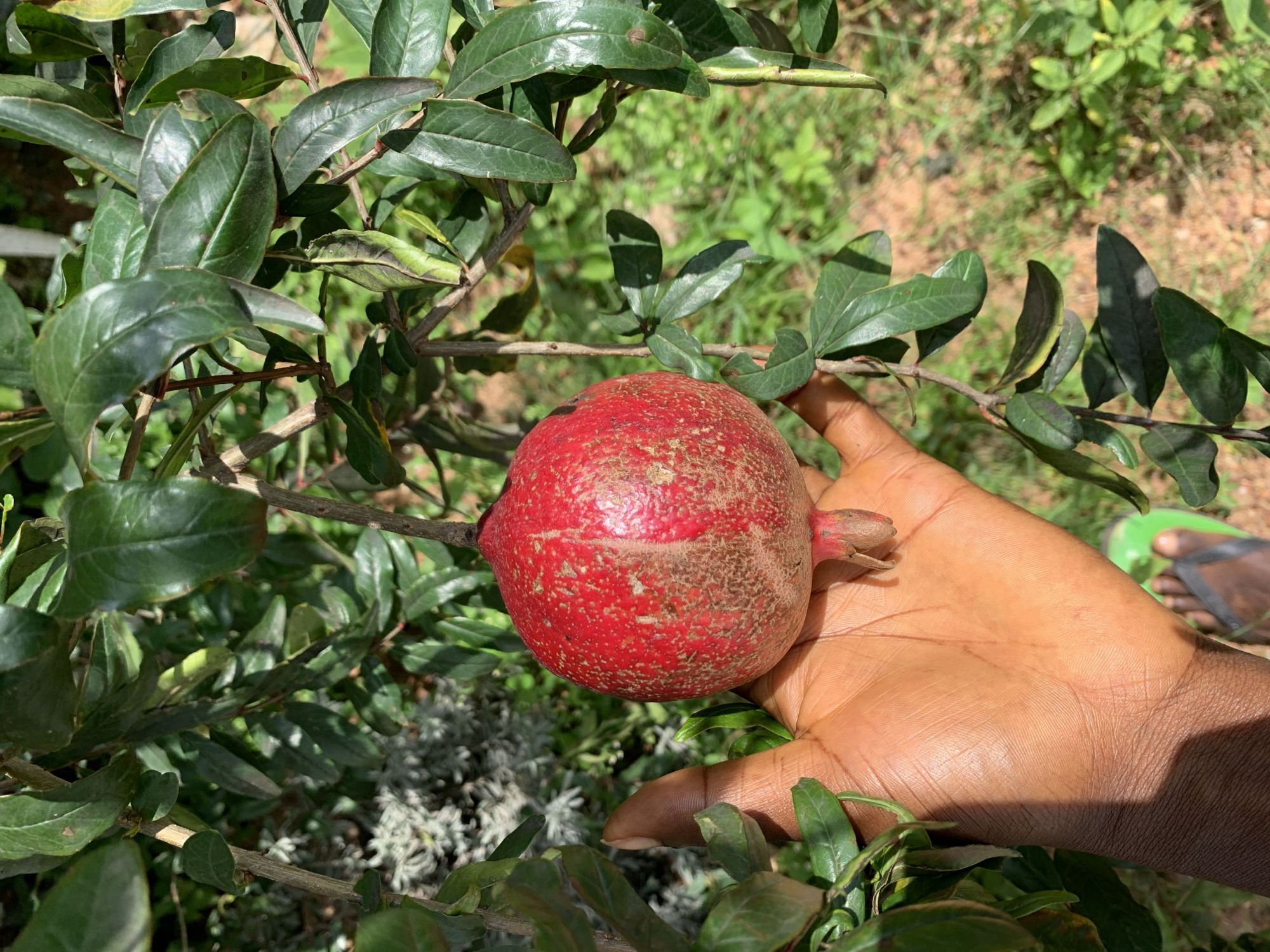 An overhead medium shot captures a hand holding a red pomegranate against a backdrop of lush green foliage and brown soil in Rafin Bauna, Nigeria. The pomegranate, roughly the size of a fist, displays a textured, slightly mottled red skin. The hand, with dark skin, gently supports the fruit, with fingertips visible to the right. The background is dominated by the dense leaves of a pomegranate tree, interspersed with patches of dry earth and hints of other greenery, suggesting an outdoor, possibly rural setting. A person's bare foot wearing a green sandal is visible in the lower right corner, adding a human element to the scene. The lighting suggests a bright, sunny day.