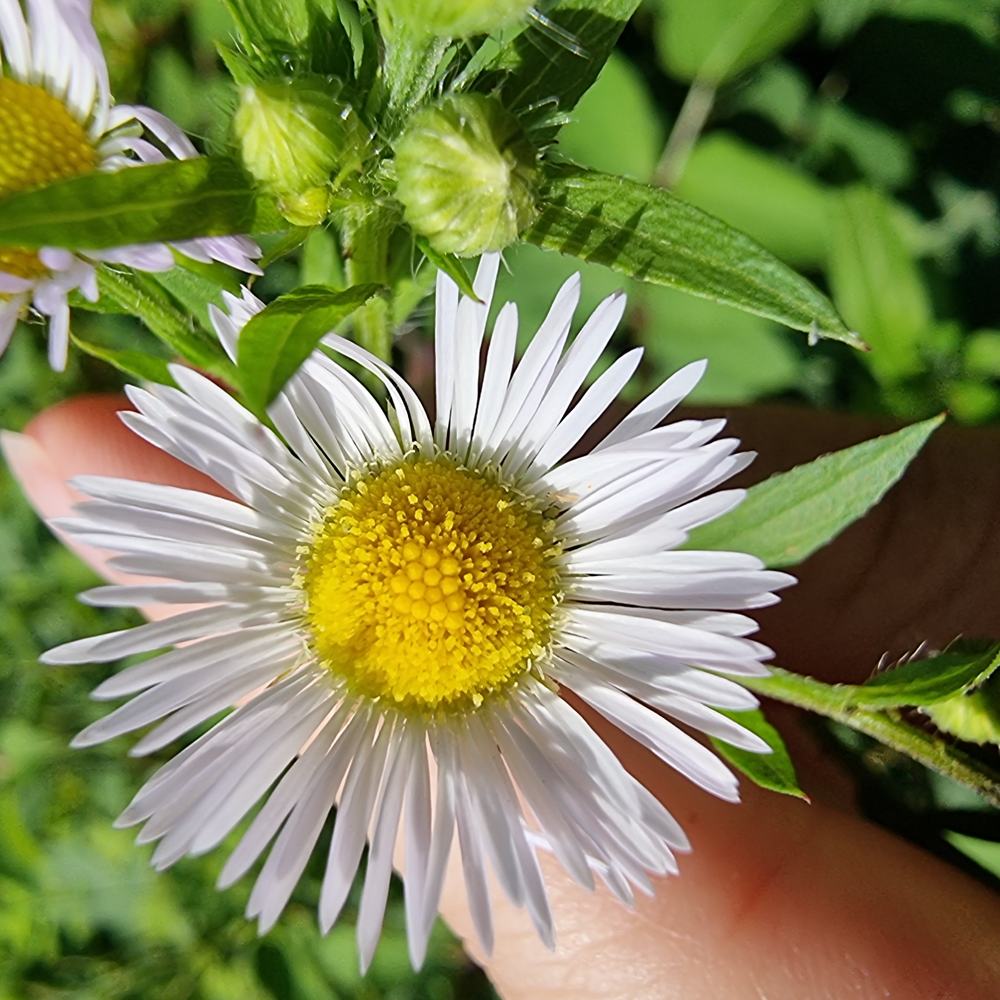 A close-up, eye-level shot focuses on the bright yellow center and white ray petals of a daisy-like flower, held by a person's finger which is visible on the left side of the frame. The flower's bloom is in sharp focus, with its intricate details clearly visible. Surrounding the main subject are several green leaves and unopened flower buds, also in sharp focus. The background is a soft blur of green foliage, indicating an outdoor natural setting. The image appears to have been taken in Dunnae-myeon, South Korea, on a sunny day, given the bright lighting and clear details.