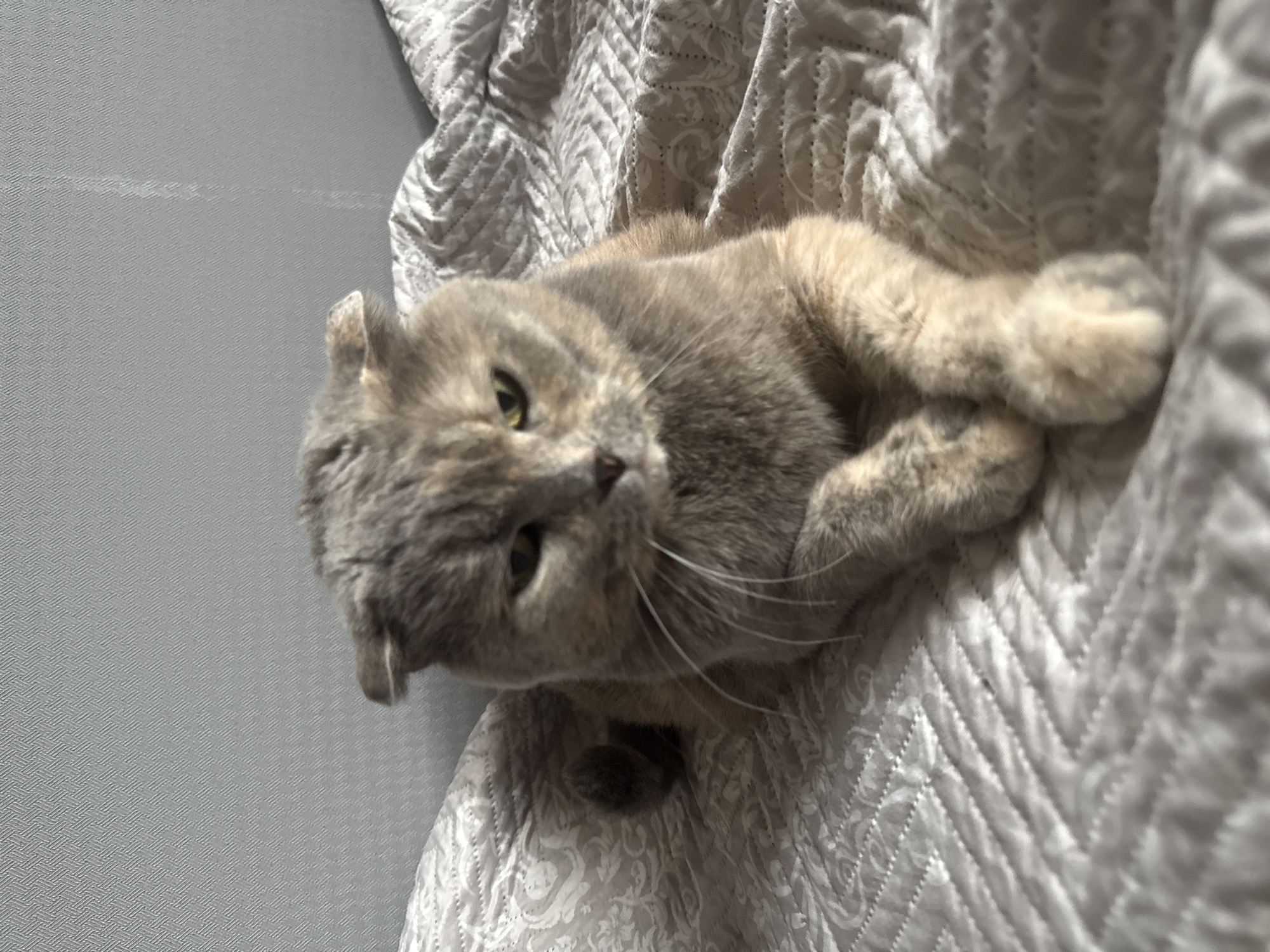 A close-up, head-on shot shows a grey and tan Scottish Fold cat resting on a bed with a textured, light-colored duvet. The cat's ears are folded forward, and its paws are crossed in front of it. The background consists of a plain grey wall. The scene is indoors, likely in a bedroom, and appears to be in the city of Mamony, Russia.