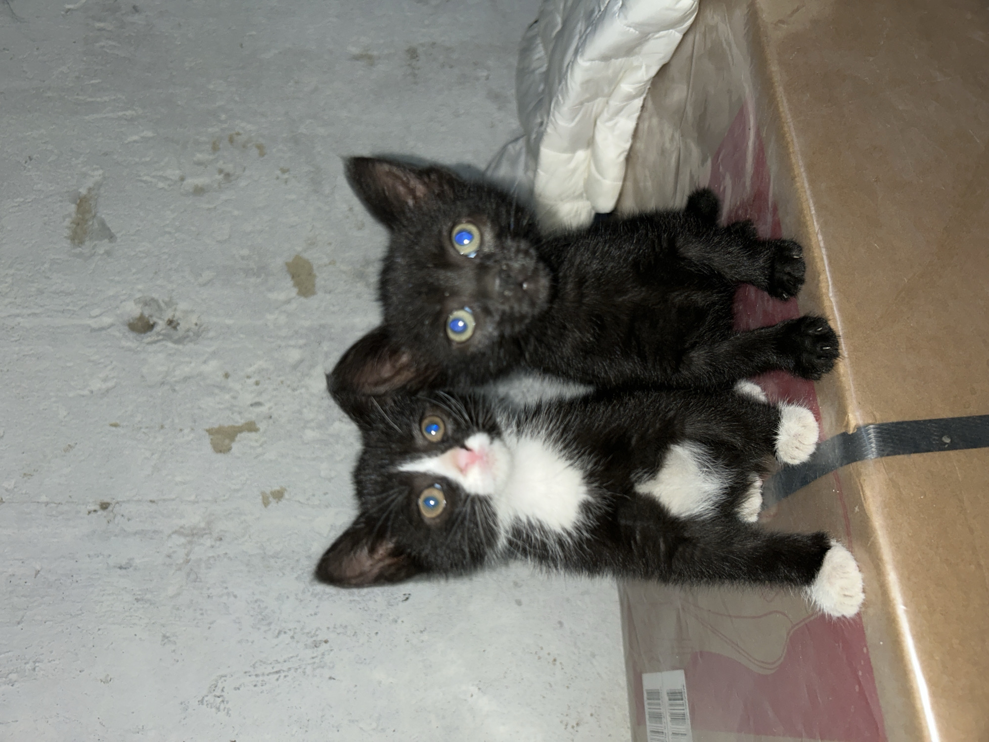 Two domestic shorthair kittens are depicted sitting on a stack of cardboard boxes against a textured, light-colored concrete or plastered wall. The location is an indoor setting in the city of Unknown, Unknown.
The kitten on the left is a tuxedo pattern, primarily black with white fur on its muzzle, chin, chest, and all four paws. Its eyes display a bright blue, reflective flash artifact. Its nose is pink. The kitten is sitting upright, facing the viewer.
The kitten on the right is solid black. Its eyes exhibit a blue-green, reflective flash artifact. It is also sitting upright, facing the viewer, positioned slightly behind and to the right of the tuxedo kitten. Its lower body is partially obscured by the first kitten.
The kittens are situated on a surface composed of multiple brown cardboard boxes. The box directly beneath the kittens has a reddish-brown top surface covered with transparent sheeting, and a white barcode label is visible on its front-left edge. A black strap or piece of tape extends diagonally across the top surface in the lower foreground. To the right of the black kitten, a section of white, quilted fabric, possibly a blanket or cushion, rests on the brown surface.
The background wall is light gray with a rough, uneven texture, showing multiple small, irregular patches of yellowish-brown material consistent with peeling paint or plaster. The lighting indicates the use of a direct flash, creating prominent eye reflections in both kittens.