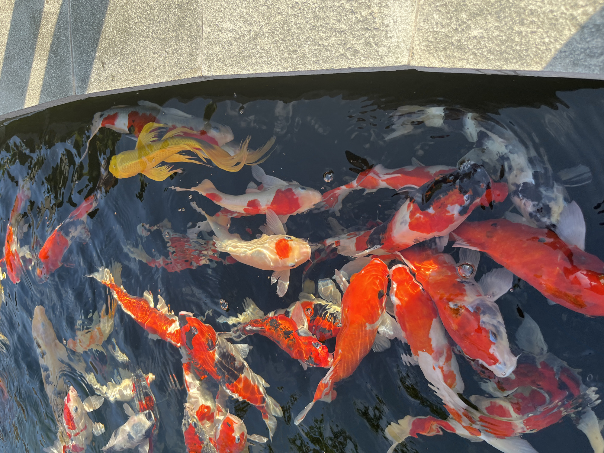 A high-angle shot captures a vibrant school of koi fish swimming in a clear, dark pond in Kuta Selatan, Indonesia. The fish exhibit a variety of colors, including bright orange, white with red markings, and a single golden specimen. Sunlight reflects off their scales and the water's surface, creating a shimmering effect. The edge of the pond, made of textured grey stone, borders the right side of the frame, suggesting an outdoor setting, possibly a public garden or park. The water is calm with minimal ripples, and a few small air bubbles are visible near the fish. No people are present in the image.