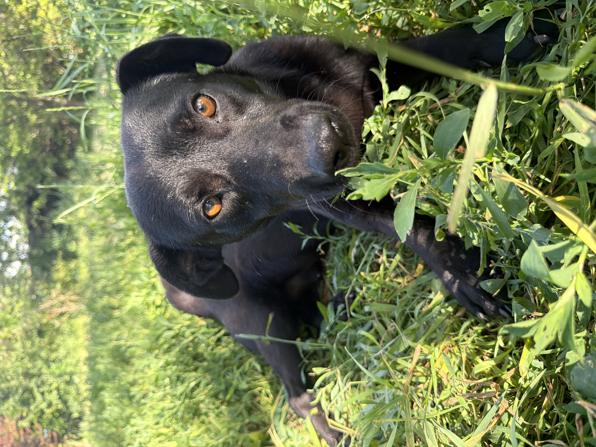 A black dog with amber eyes lies in a grassy area. The dog is facing the camera, with its head and front paws visible. The background is blurred, showing green foliage and trees. The scene appears to be outdoors, likely in a park or yard. The specific location of Leningradskaya, Russia is not depicted or implied in the image.