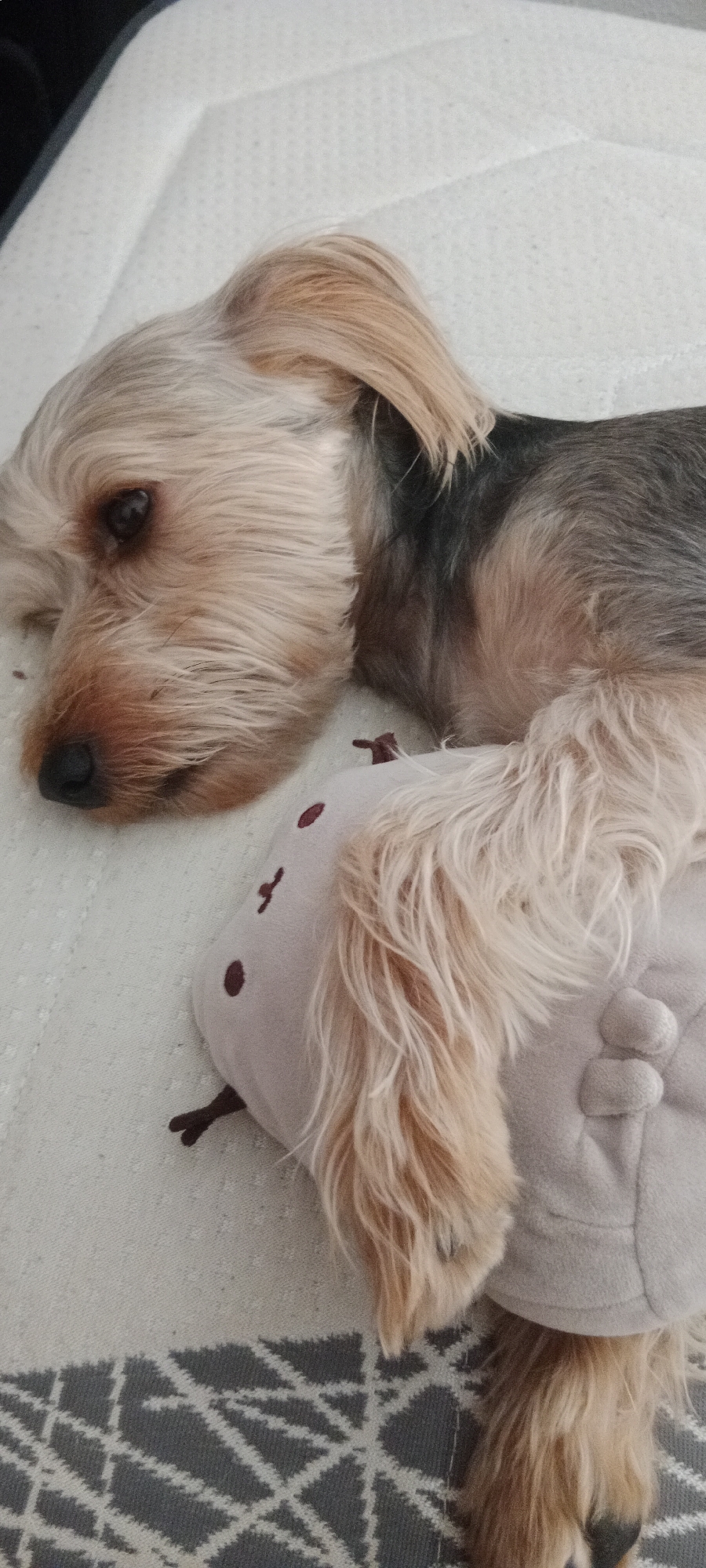 A Yorkshire Terrier dog lies on a white, textured surface, possibly a mattress or soft upholstery, with a grey and white patterned fabric visible at the bottom of the frame. The dog's head is on the left side of the image, facing left, with its eyes looking downwards. Its fur is a mix of tan, brown, and black. A small, light-colored stuffed toy with red dots and brown appendages is positioned beneath the dog's front paws. The scene is lit from above, casting subtle shadows. The image appears to have been taken indoors. There is no indication of the city of Galapagar, Spain in the visual data.