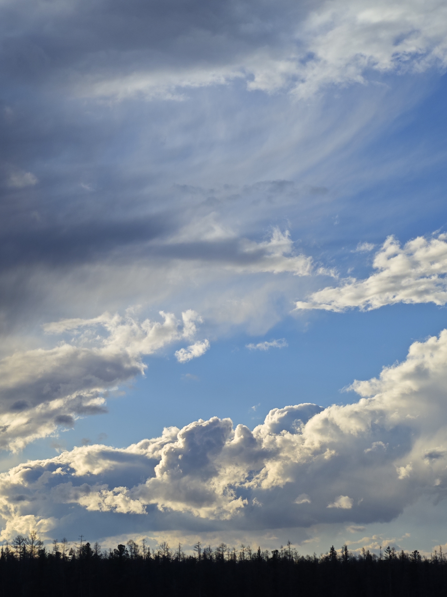 The image captures a sky filled with various cloud formations above a silhouetted treeline. The sky transitions from a clear, bright blue on the right to a more overcast and grey area on the left. The clouds range from wispy, cirrus-like formations at the top to cumulus clouds with defined edges near the bottom. The lighting suggests the sun is either setting or rising, casting a glow on the edges of the lower clouds. The location is identified only as Russia, city unknown.