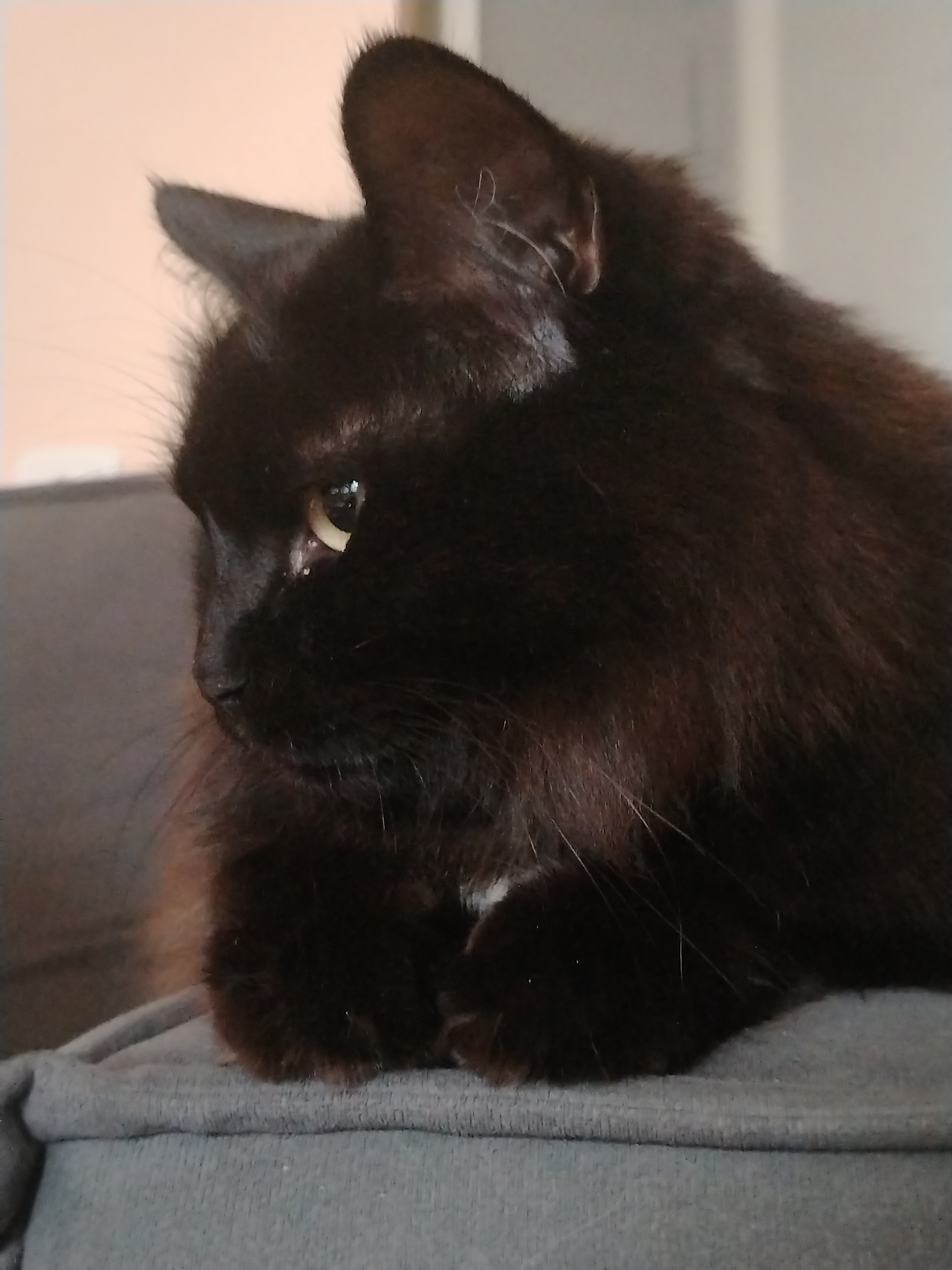 A close-up shot depicts a black cat with a focused, side-profile gaze. The cat's fur is long and dense, with subtle reddish-brown highlights visible in the sunlight. Its eyes are yellow and almond-shaped. The cat is resting on a grey, soft surface, possibly a couch or cushion. The background is blurred but indicates an indoor environment. There is no indication of the location or city of Chaikovsky, Russia.