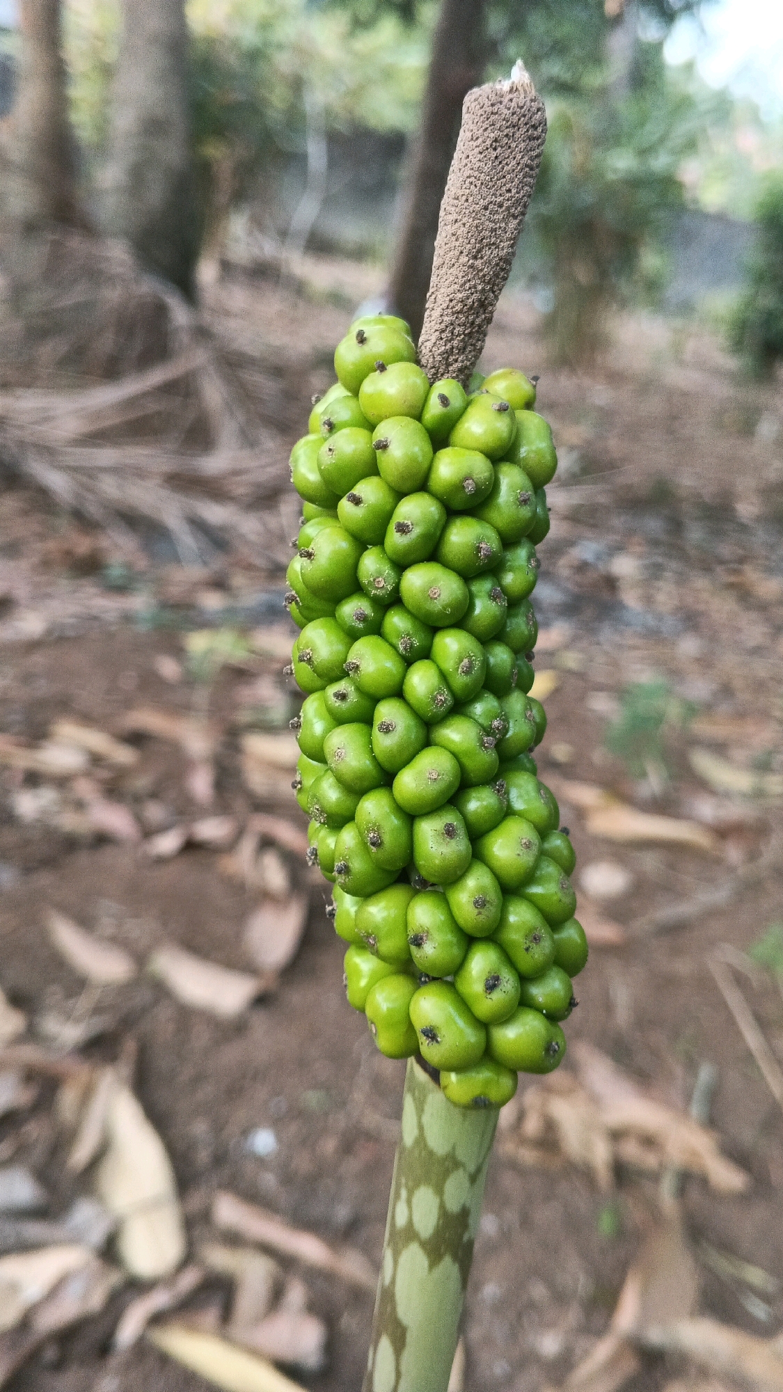 A close-up, eye-level shot features a cluster of bright green, berry-like fruits hanging from a stalk. The fruits are round and clustered tightly together, with small, dark tips. The stalk itself is green with irregular, lighter green splotches. Above the fruits, a rough, brown spadix extends upwards. The background is blurred, showing earthy ground with fallen leaves and indistinct trees and foliage, suggesting an outdoor, natural setting. The image was taken in the Karangjati area of Indonesia.