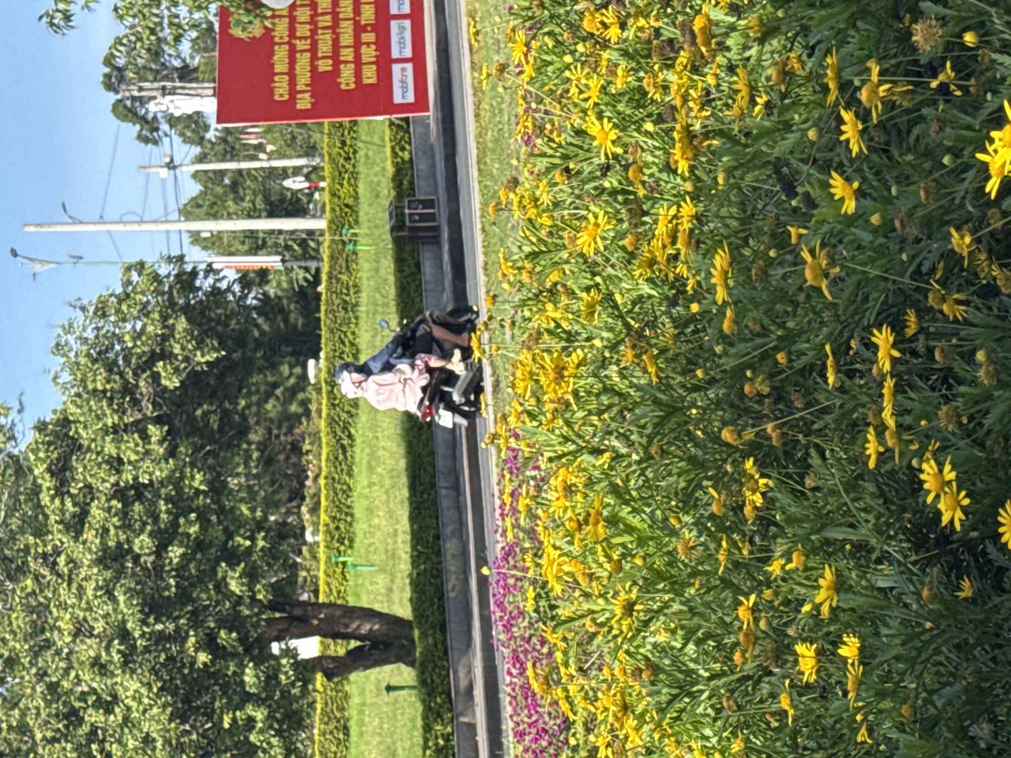 The image captures a bright, sunny scene in Da Lat, Vietnam. In the foreground, a dense bed of vibrant yellow daisies and some purple flowers creates a colorful display. Behind the flowers, a paved road is visible, with two people riding on a black motorcycle. The rider wears a pink jacket and a white helmet, while the passenger also wears a white helmet. Further in the background, a lush green lawn slopes upwards, bordered by manicured hedges. A large tree with a thick trunk and abundant green foliage stands prominently on the left. Beyond the lawn, utility poles and power lines crisscross the bright blue sky, along with a red banner bearing Vietnamese text, likely an advertisement or announcement. A white statue is visible atop a pole in the distance. The overall impression is one of a well-maintained public space in a city known for its natural beauty.