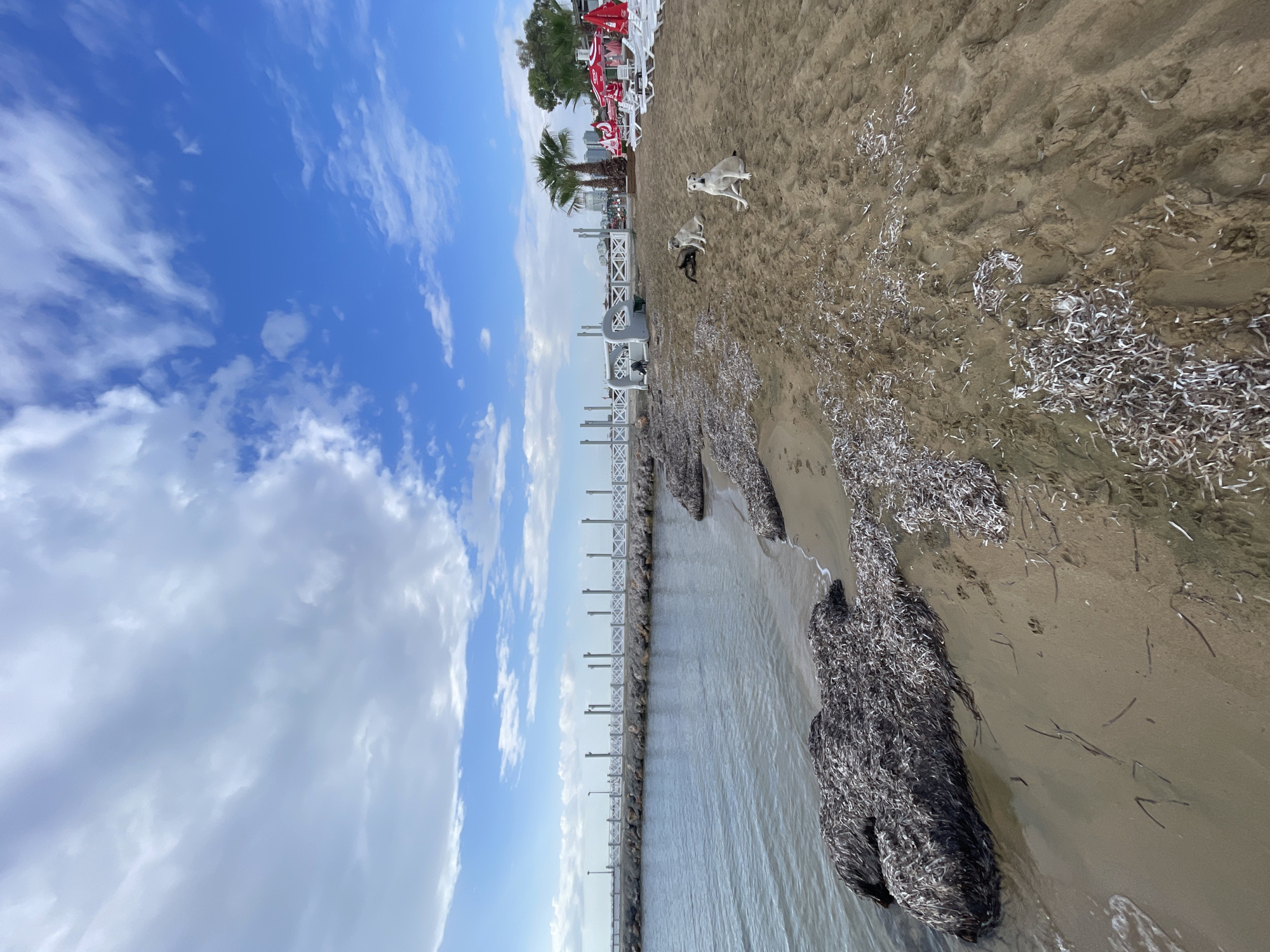 The image depicts a beach in Trikomo, Northern Cyprus. The foreground features wet sand with scattered seaweed and a large clump of seaweed partially submerged in the shallow water. Two white dogs are present on the sand, one sitting and looking towards the camera, and the other lying down with its head up. A smaller dark-colored dog is also visible lying down behind the white dogs. In the mid-ground, a white railing lines the edge of a stone pier extending into the sea. Palm trees and red umbrellas with white lounge chairs are visible further down the beach, suggesting a resort or public area. The sky is partly cloudy with blue patches, and the sea is calm. The overall scene captures a quiet, overcast day at a seaside location.