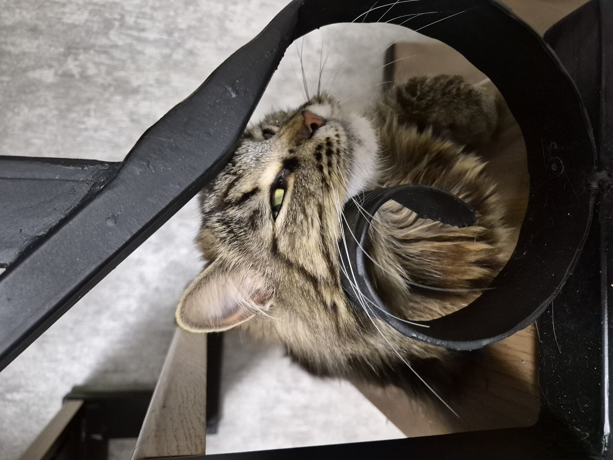 A long-haired domestic tabby cat, characterized by its brown, black, and cream striped fur, is resting on a light brown wooden stair tread. The cat's head, featuring prominent white whiskers, a pink nose, and luminous green-yellow eyes, is turned towards the right and is partially framed by a black, decorative metal stair baluster against which it is resting. The cat's body is largely obscured by the baluster and the stair structure. In the background, a light grey, textured wall is visible. The scene is an indoor setting with consistent illumination. This domestic scene is situated in the city of Hlevakha, Ukraine.