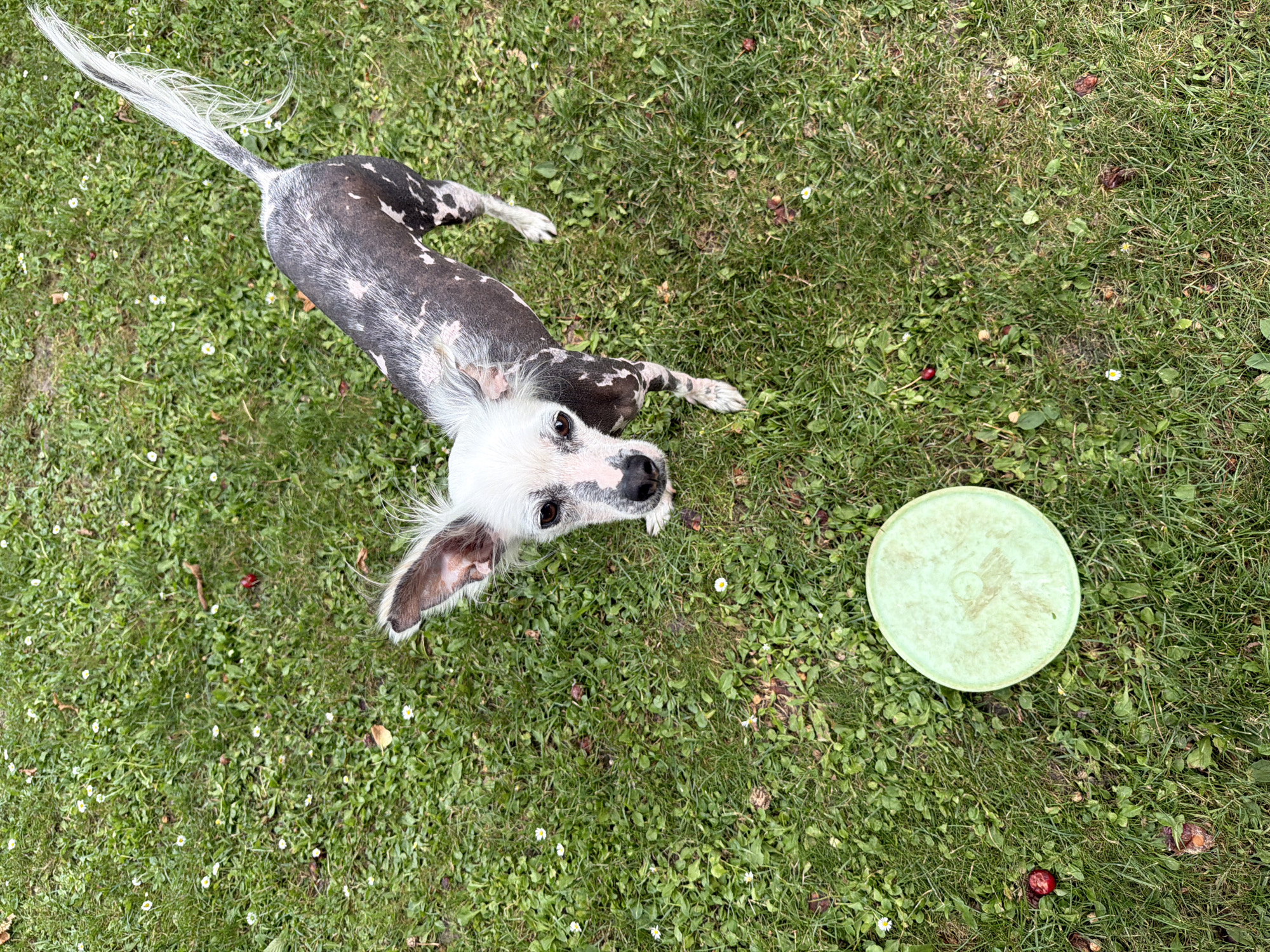 An overhead shot shows a Chinese Crested dog standing on a patch of green grass with sparse white daisies and scattered fallen cherries. The dog is mostly hairless with patches of black and white skin, and has white fur on its head and tail. It is looking towards the camera with its ears perked up. In front of the dog and slightly to its left is a light green frisbee. The scene appears to be a backyard in Kozova, Ukraine.