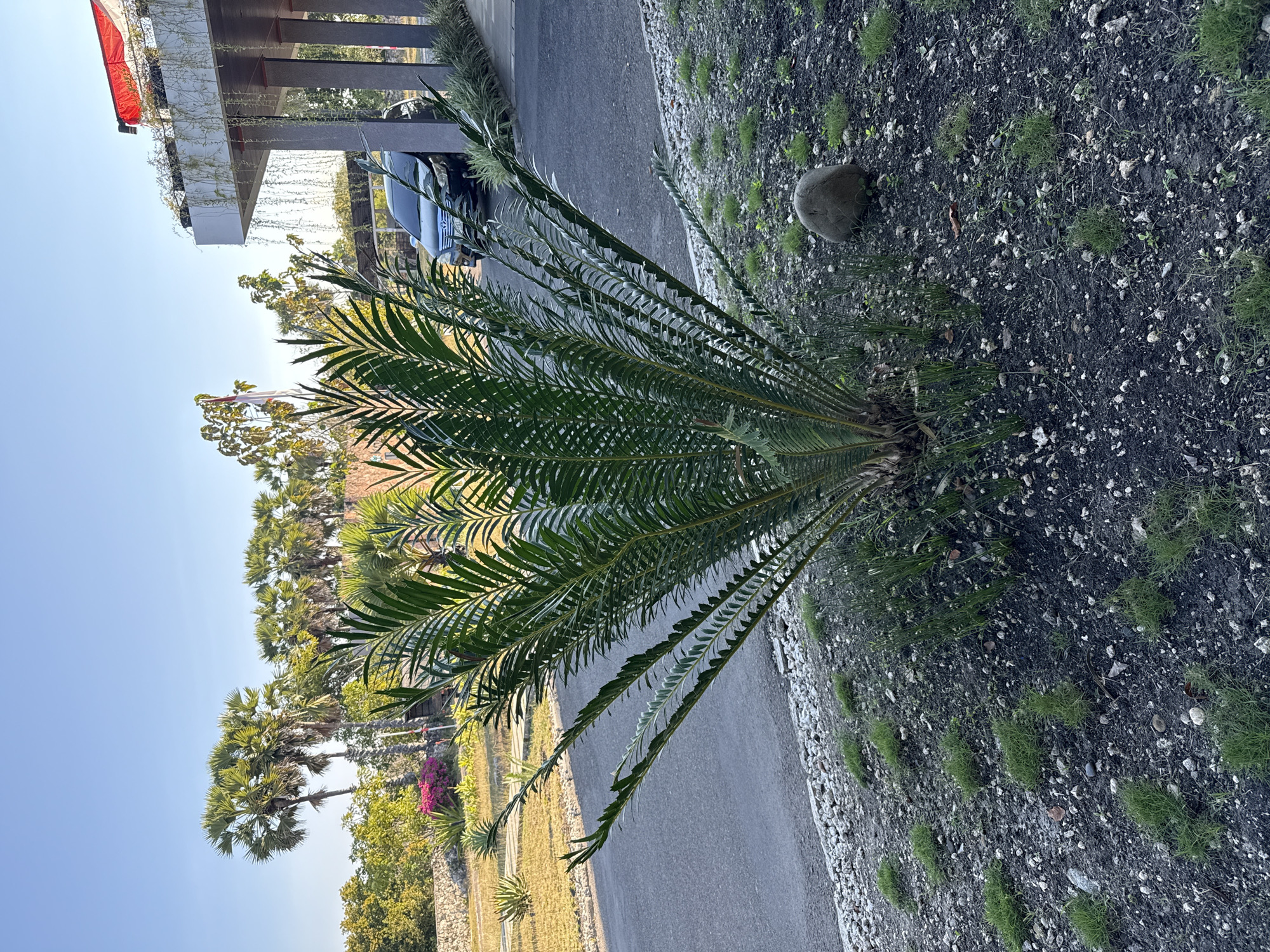 In Kecamatan Kambera, Indonesia, a lush green palm-like plant with feathery fronds stands prominently in the foreground. The plant is situated on a bed of dark soil, interspersed with small white pebbles and patches of short, vibrant green grass. A rounded, gray rock rests to the right of the plant, partially obscured by the greenery. Behind the plant, a paved asphalt road curves gently. On the left side of the road, a dry grassy area is bordered by a low stone wall. A cluster of pink flowers adds a touch of color to the landscape. In the background, a line of tall palm trees with distinctive fan-shaped leaves stretches across the horizon under a clear, bright blue sky. To the right, a modern building with a white roof and gray pillars is visible. Red and white banners, suggesting a national flag, adorn the top of the building. A dark-colored car is parked near the building.