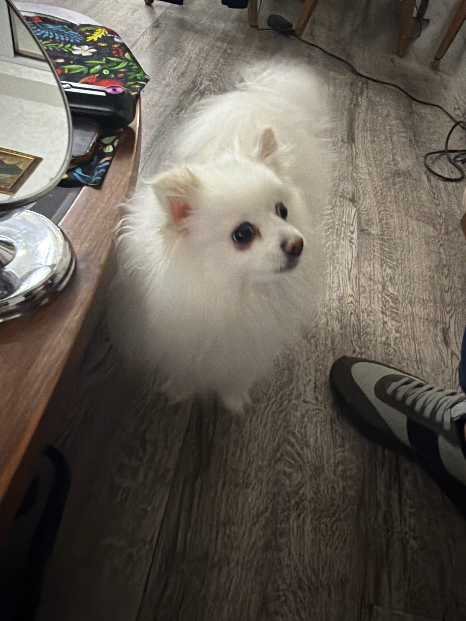 A white Pomeranian dog sits on a wooden floor. The dog's fur is fluffy and white, and its eyes are dark brown. The dog is looking up and to the right. To the left of the dog is a wooden table with a mirror and a vase of flowers. To the right of the dog is a pair of gray and black sneakers. The floor is made of wooden planks. The lighting in the room is dim, with some light coming from a window or lamp. The scene appears to be indoors, in a home.