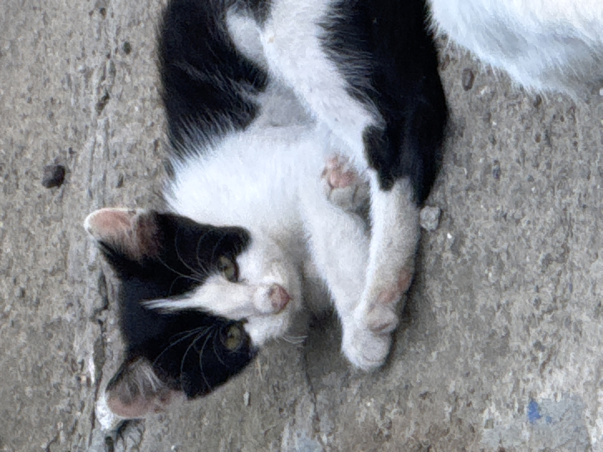 A black and white kitten is lying on a concrete surface. The kitten is facing the viewer with its head slightly tilted. Its eyes are open and looking forward. The kitten's paws are resting in front of its body. The concrete surface is rough and gray, with a few small pebbles scattered on it. There is a small blue smudge on the concrete to the lower left of the kitten.