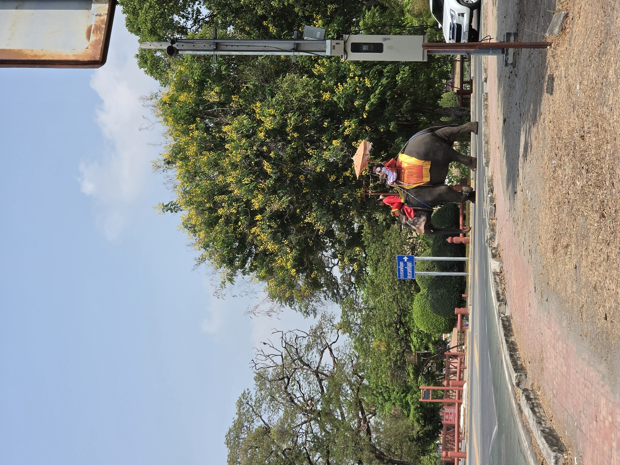 A vertical, medium shot captures two elephants walking along a paved road in Phra Nakhon Si Ayutthaya City Municipality, Thailand. Each elephant carries two people, with one person on the front of each elephant and another seated atop. The seated figures have orange umbrellas shading them. The elephants wear patterned fabric on their backs. The backdrop features trees, a cloudy sky, and a sign with Thai script. A white car is seen parked in the background. The road has a red-brick sidewalk on one side and dried grass on the other.