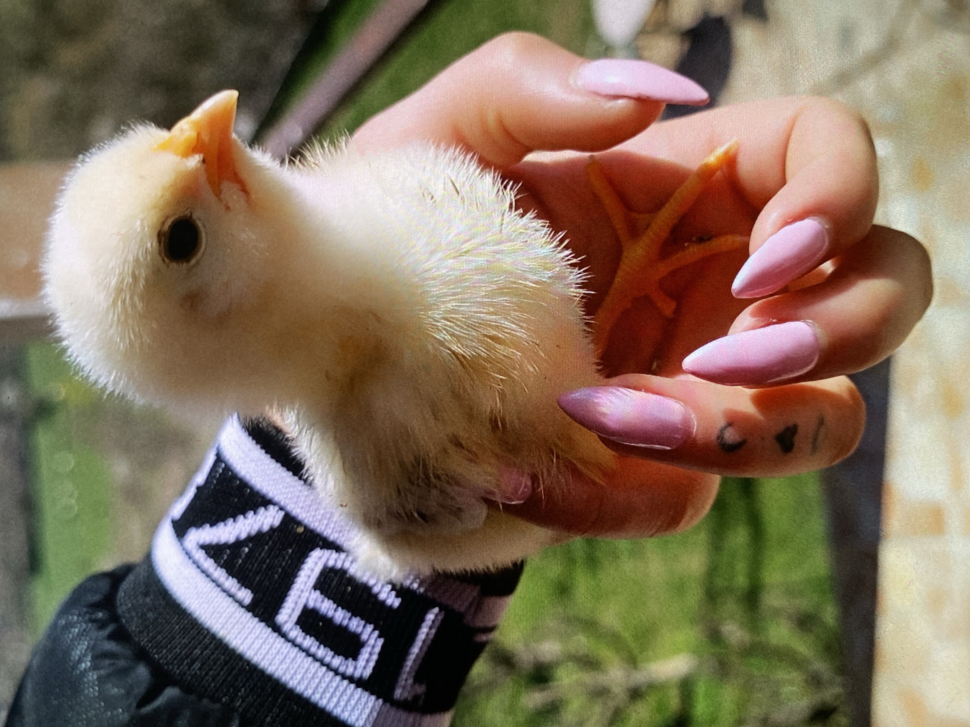 This close-up outdoor image features a person's hand gently cradling a small, fluffy chick. The hand has light skin, adorned with long, pointed acrylic nails painted a soft pink. A small, dark tattoo, possibly depicting two abstract shapes or hearts, is visible on the inner side of the ring finger.
The person is wearing a black long-sleeved garment with a prominent cuff. The cuff is black with horizontal white stripes and displays white text, clearly showing "ZE" and partial numbers like "198" which could be part of "1987" or a similar sequence.
The chick is very young, covered in soft, light yellow down. It has a tiny, round black eye and a small, pointed yellow beak with a noticeable egg tooth at the tip. Its small, orange, webbed feet are partially visible, curled within the person's hand. The chick's head is tilted slightly upwards, giving it an inquisitive expression.
The background is softly blurred, revealing bright green foliage, likely grass or bushes, and some lighter, tan-colored ground or distant elements. The scene is brightly illuminated by natural daylight, suggesting a clear day. The activity captured is a tender interaction, with the chick being carefully held. While not explicitly visible in the image, the provided context indicates the location is Bankya, Bulgaria.