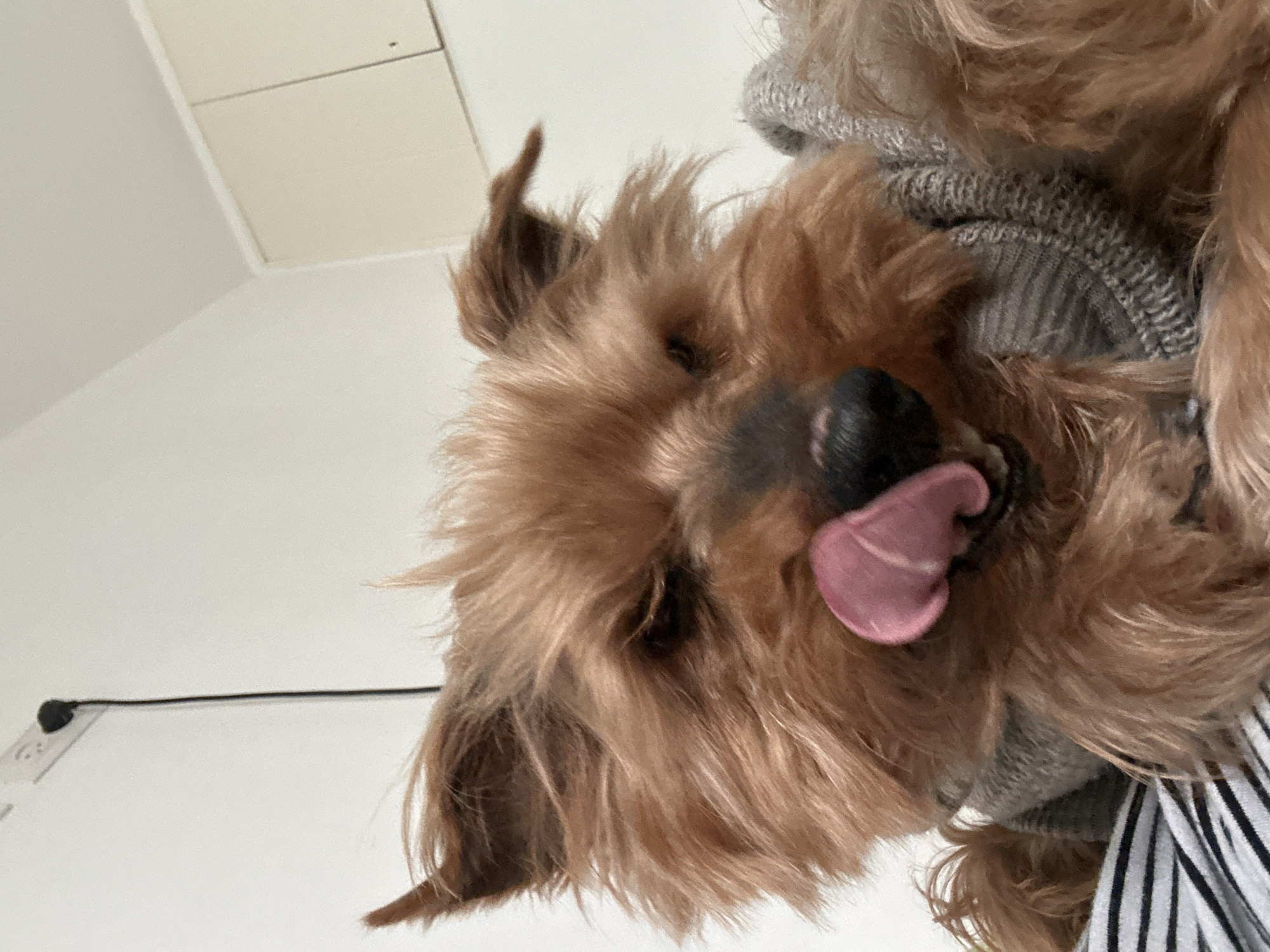 The image displays a close-up of a domestic dog, likely a terrier breed, with shaggy reddish-brown fur and erect ears. The dog is wearing a grey knitted sweater. Its eyes are partially closed, and a pink tongue is extended upwards and to the left, appearing to lick its dark snout. In the lower left foreground, a black and white striped textile pattern is visible beneath the dog. The background consists of a plain, light-colored wall. An electrical outlet with a black cable plugged in is mounted on the upper left section of the wall. On the upper right, a section of a light-colored overhead cabinet with a thin trim is present. The scene is located indoors in Ramat Gan, Israel.