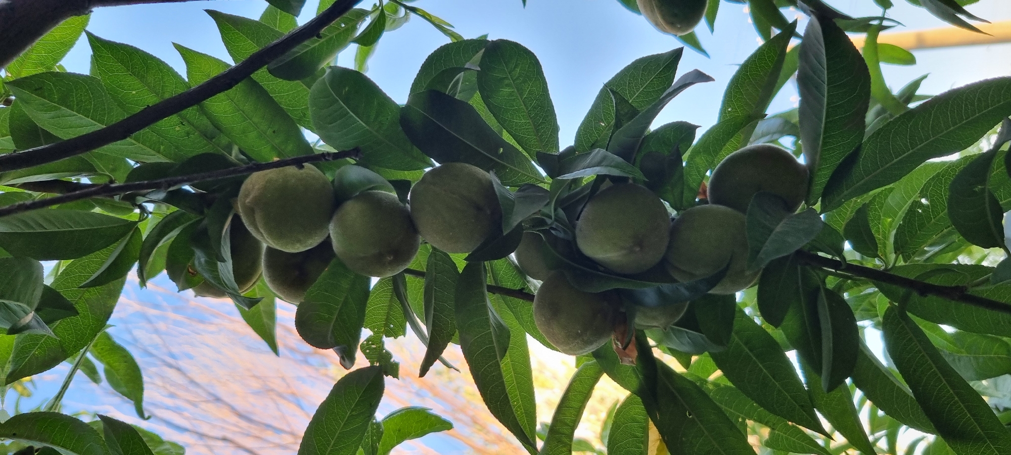 A vertical, close-up shot captures a cluster of unripe green peaches hanging from a tree branch against a blue sky. The peaches, varying in size and shape, are clustered together, some partially obscured by the lush green leaves of the tree. The leaves are vibrant and detailed, with visible veins. The background is a soft blur of the sky, with hints of branches from another tree. The lighting suggests it is daytime, possibly late afternoon due to the warm tones in the sky. The scene is set in the city of Unknown, Unknown.