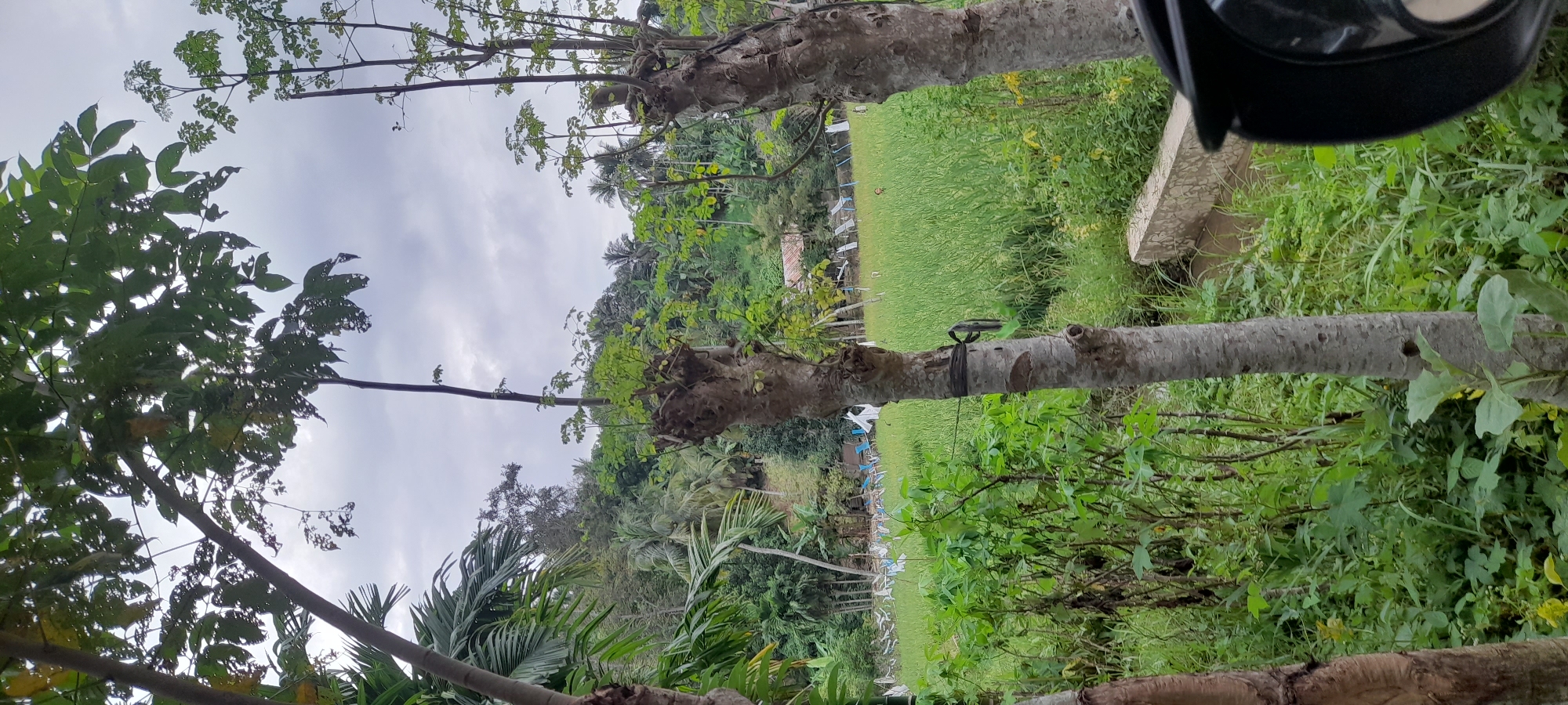 The scene shows a lush, green environment near Palohpanyang, Indonesia. Vegetation includes trees with varied foliage and a dense undergrowth of plants. A portion of a rice paddy field is visible in the background, with structures and objects near the field's edge. The sky is overcast. A tree trunk is visible.