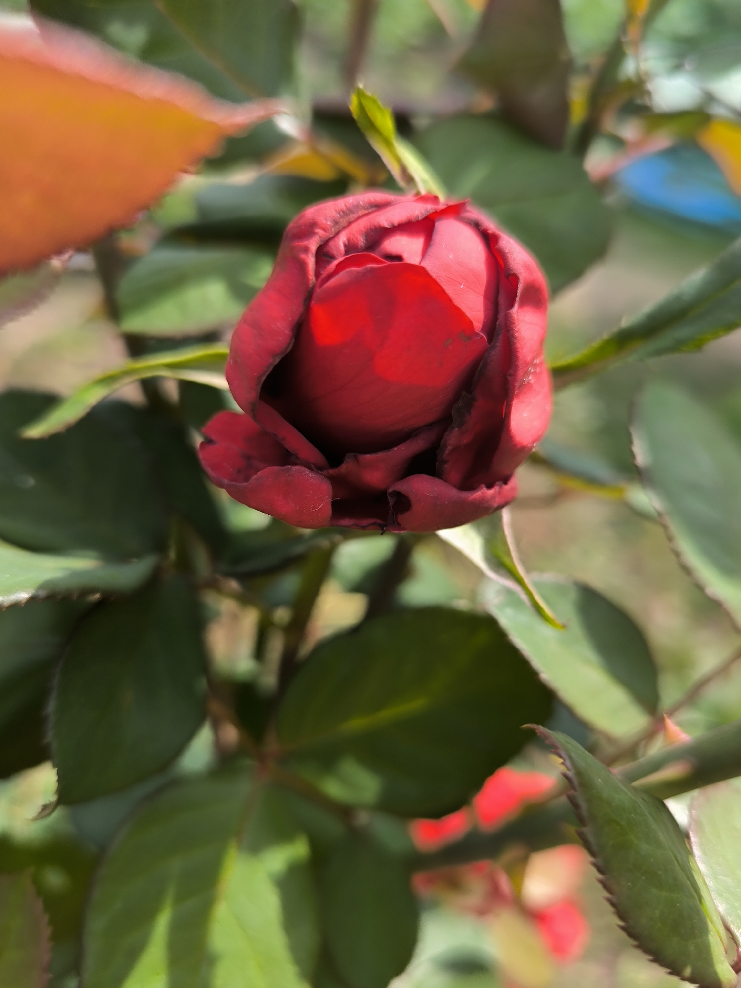A close-up, vertical shot focuses on a budding red rose. The rose is slightly tilted, with its petals tightly furled, revealing the deep red hue within. Darker, almost black edges are visible on some of the outer petals, suggesting slight wilting or imperfection. Lush green rose leaves surround the bloom, some with serrated edges. The background is blurred, with hints of sunlight filtering through the foliage, creating dappled light effects. There are also patches of warm orange and cool blue visible in the distant, out-of-focus background. The image appears to be taken outdoors in a garden setting. The location of Maiskii, Russia is not depicted in the image.