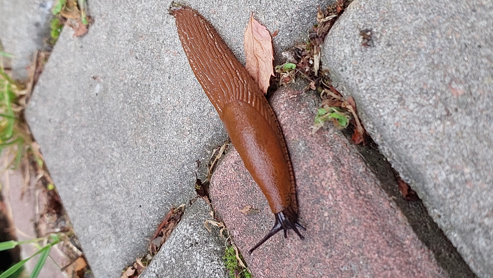 A brown slug is crawling on a paved walkway composed of rectangular blocks. The slug is positioned diagonally across the frame, with its head on the left and its tail on the right. The walkway is made of grey concrete slabs and reddish-brown bricks, with some patches of green grass and fallen leaves visible in the crevices and edges. The lighting suggests it is daytime, with natural light illuminating the scene.