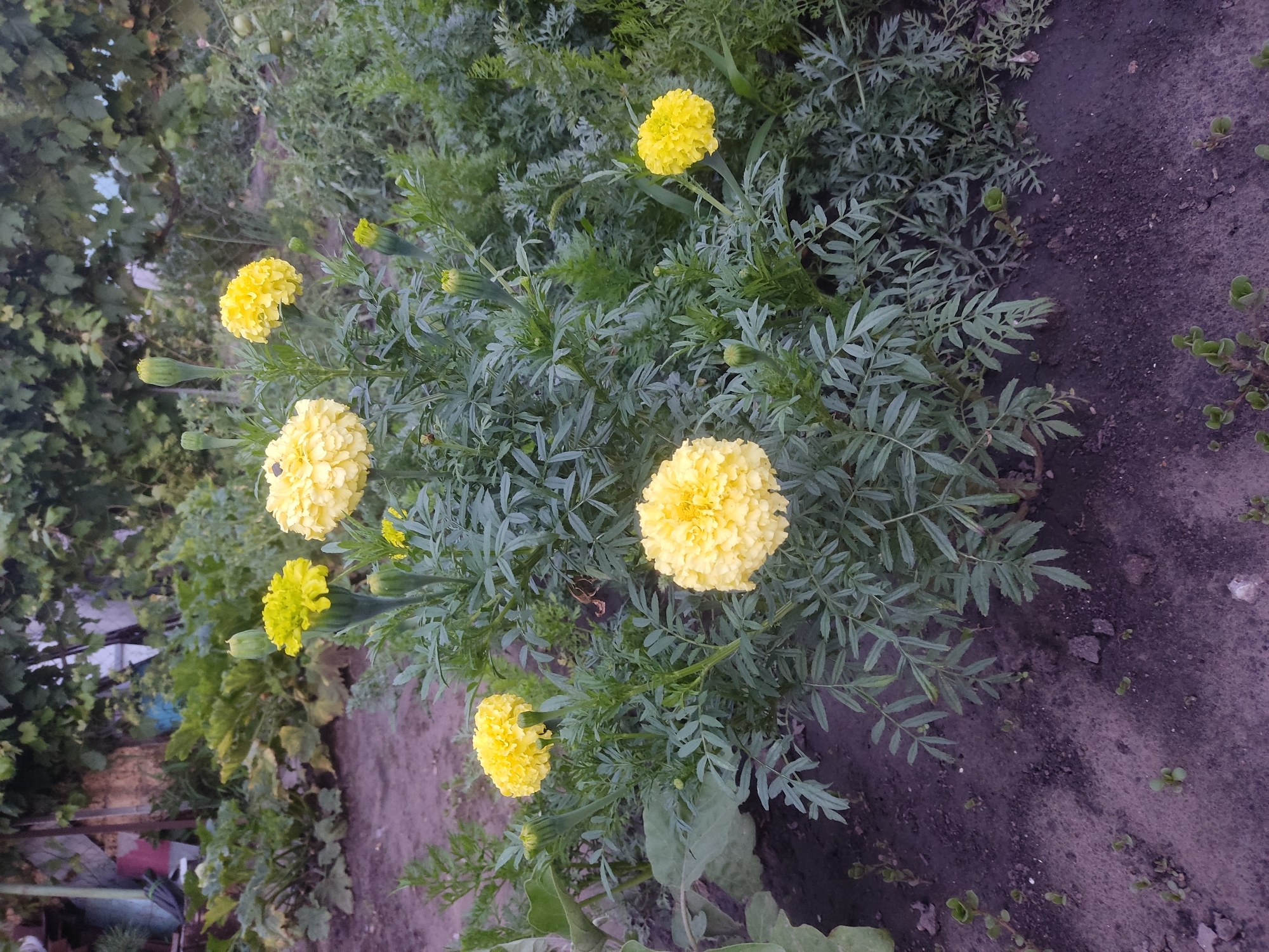 This is a close-up, eye-level shot of a garden in Radisne, Ukraine, featuring a cluster of bright yellow marigolds in bloom. The marigolds are the primary focus, with several fully opened flowers and numerous buds. The plants have feathery green foliage. The soil in the foreground is dark and appears slightly damp, with some small green shoots emerging. In the background, out-of-focus greenery suggests other garden plants and trees, and a blurry structure is visible, hinting at a building or fence. The lighting suggests it is either early morning or late evening. There are no people or animals visible.