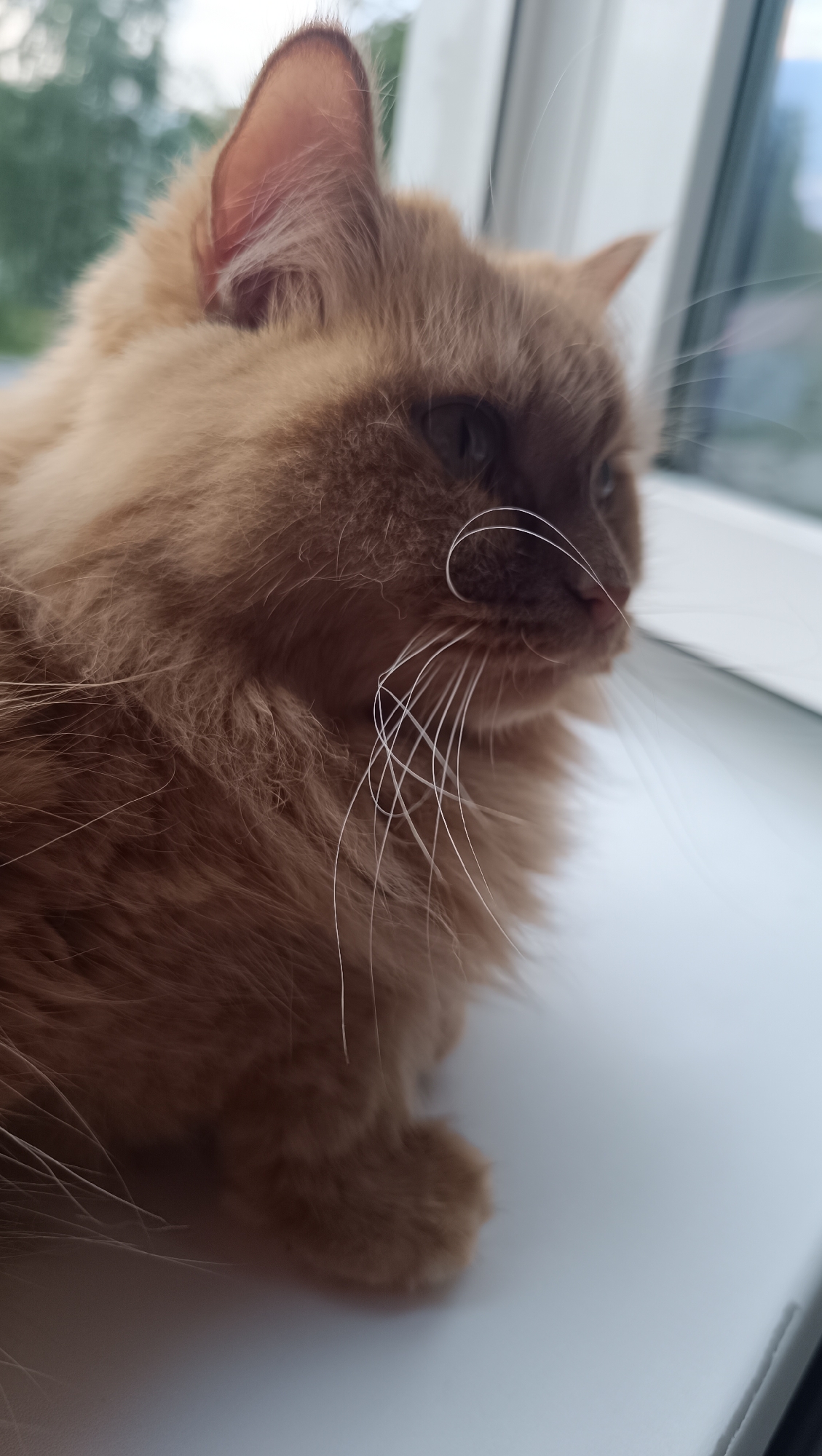 A ginger cat with long fur is sitting on a windowsill. The cat is looking out of a window to the right of the frame. The background outside the window is blurred but appears to be trees and sky. The windowsill is white. The image is taken from a close-up perspective. The cat's fur is predominantly orange with some lighter cream-colored areas around its muzzle and ears. Its eyes are partially visible and appear to be a dark color. The cat's whiskers are long and white. The image composition focuses on the cat's face and upper body. The lighting suggests it is daytime. There are no other living beings or objects of significant interest in the frame.