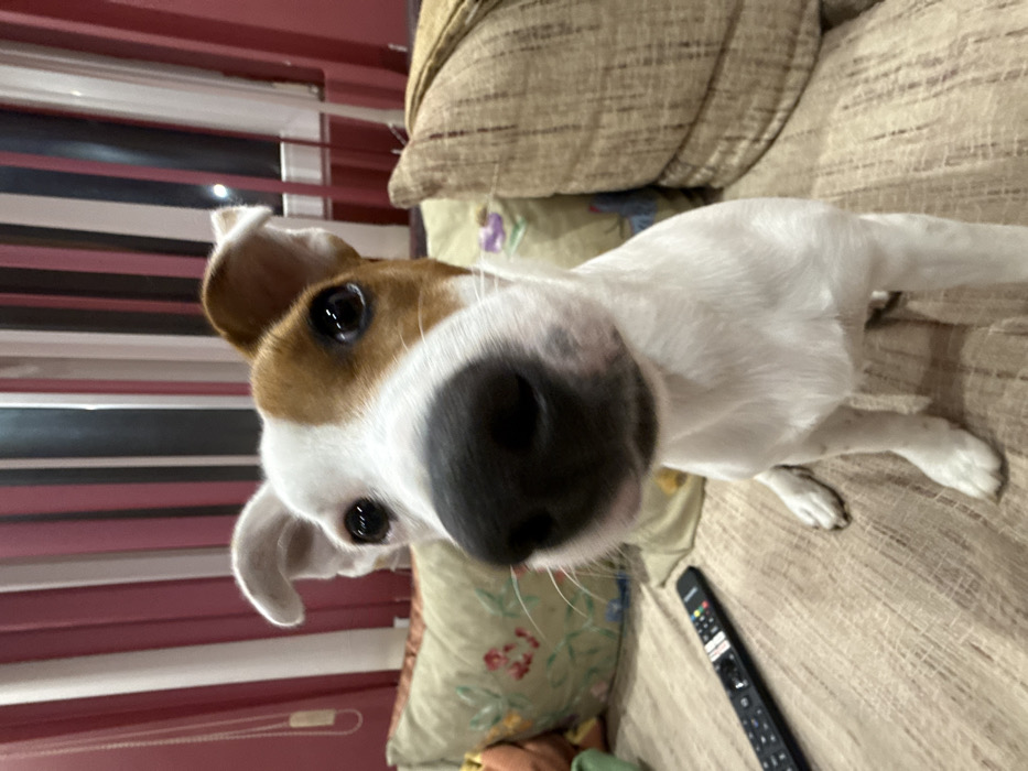 The scene depicts an interior setting in Galabovtsi, Bulgaria. A white dog with brown markings, resembling a Jack Russell Terrier, is centrally positioned, sitting upright on a light brown textured sofa. Its head is slightly tilted, and its prominent black nose is positioned very close to the camera lens, creating a wide-angle effect. The dog's eyes are dark and reflective.
To the left of the dog, on the sofa, a black remote control with silver buttons is visible. Behind the dog, on the sofa, are multiple throw pillows. A light green pillow with a floral pattern of red and green elements is visible on the left, while a textured beige pillow is partially visible on the right. In the background, behind the sofa, vertical blinds or curtains are present, featuring alternating stripes of red/pink and white/light colors. A window frame is partially visible behind these blinds. The lighting is ambient, illuminating the indoor space.