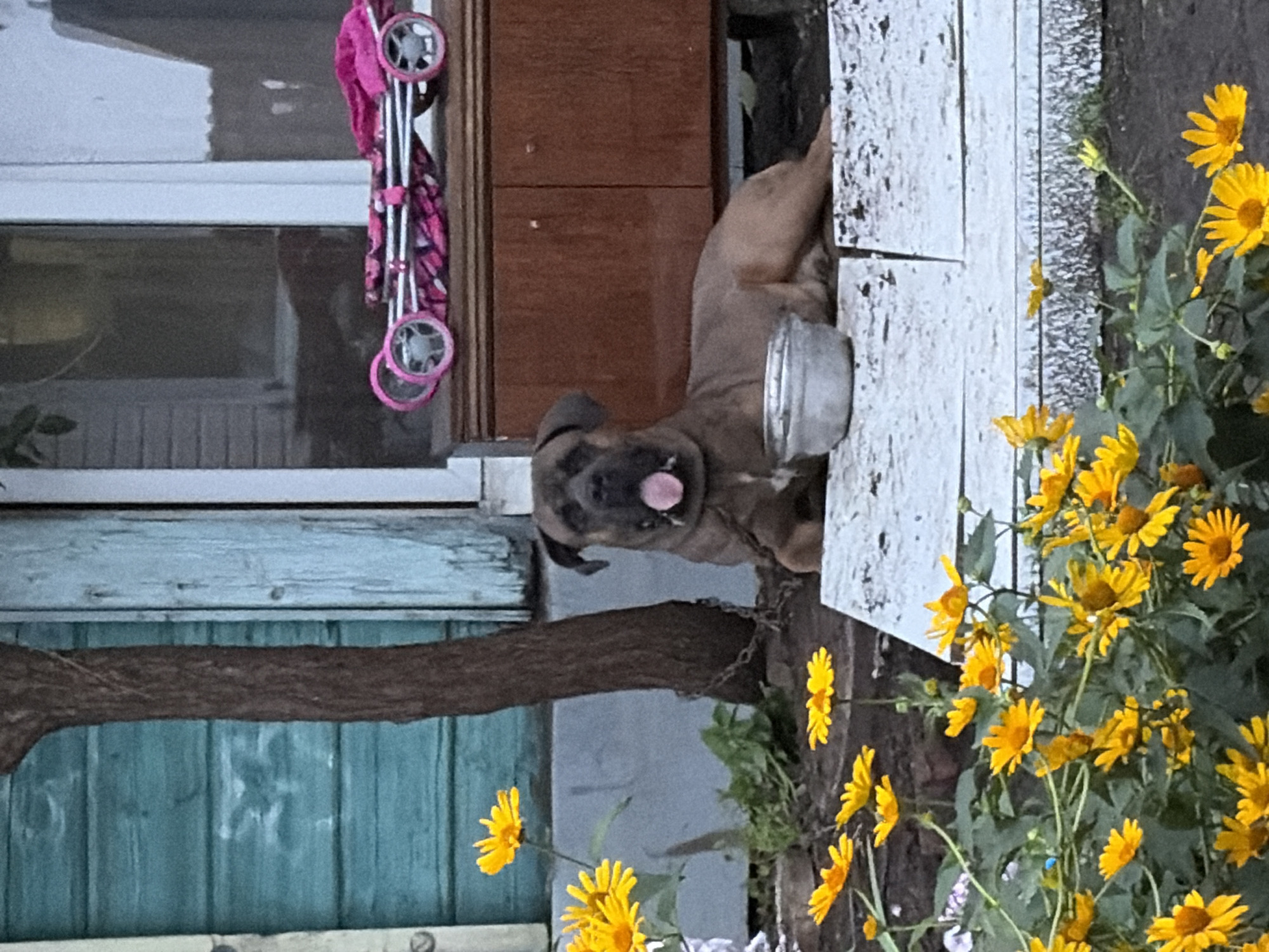 A medium brown dog with a black muzzle is lying on its side on a white concrete surface. Its tongue is out, and its mouth is slightly open. The dog is wearing a chain around its neck. In front of the dog is a silver bowl. Behind the dog, to the right, is a dark brown wooden cabinet with two doors. On top of the cabinet is a pink and black toy stroller. To the left of the dog is a tree trunk and further left, a teal-colored wooden wall. In the foreground, on the left side of the image, is a cluster of yellow flowers with green leaves. The background shows a blurred view of a window. The scene appears to be outdoors, possibly in a yard or garden area.