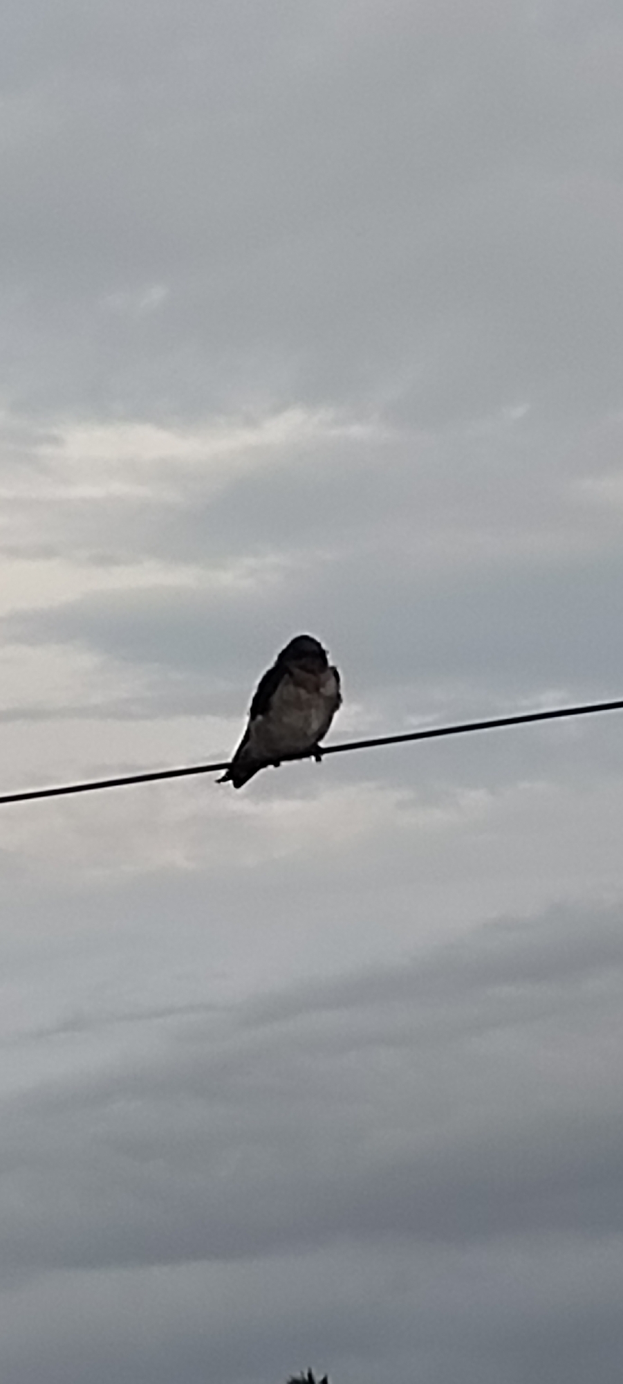 A small bird with dark and light plumage is perched on a thin black wire against a cloudy, overcast sky. The bird is facing slightly to its left. The wire stretches horizontally across the frame. The background consists of soft, gray clouds. The image appears to be taken from a low angle, looking upwards. The scene is devoid of any human presence or activity, and there are no visible buildings or specific landmarks identifiable within the frame to place it within Lhokseumawe, Indonesia.
