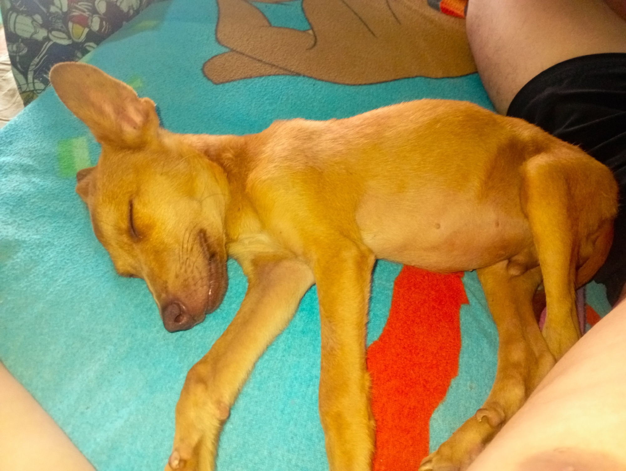 A small, golden-brown dog is sleeping on a patterned blanket. The blanket has a turquoise background with orange and brown shapes. The dog is lying on its side with its eyes closed and one ear erect. Part of a person's leg, clad in black shorts, is visible next to the dog. Part of another person's leg is visible on the bottom of the blanket. The specific location in Altagracia, Venezuela, is not discernible from the image.