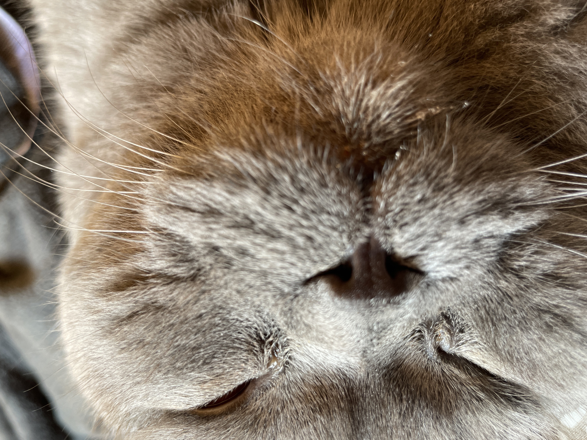 A close-up, eye-level, shallow depth-of-field photograph captures the face of a light gray cat sleeping. The cat's eyes are closed, and its fur is soft and fluffy. The lighting is warm, suggesting it might be natural light. The background is blurred, with hints of a dark blanket and possibly a piece of furniture. The image focuses on the cat's nose and whiskers, with a small amount of moisture visible in the corner of its eye.