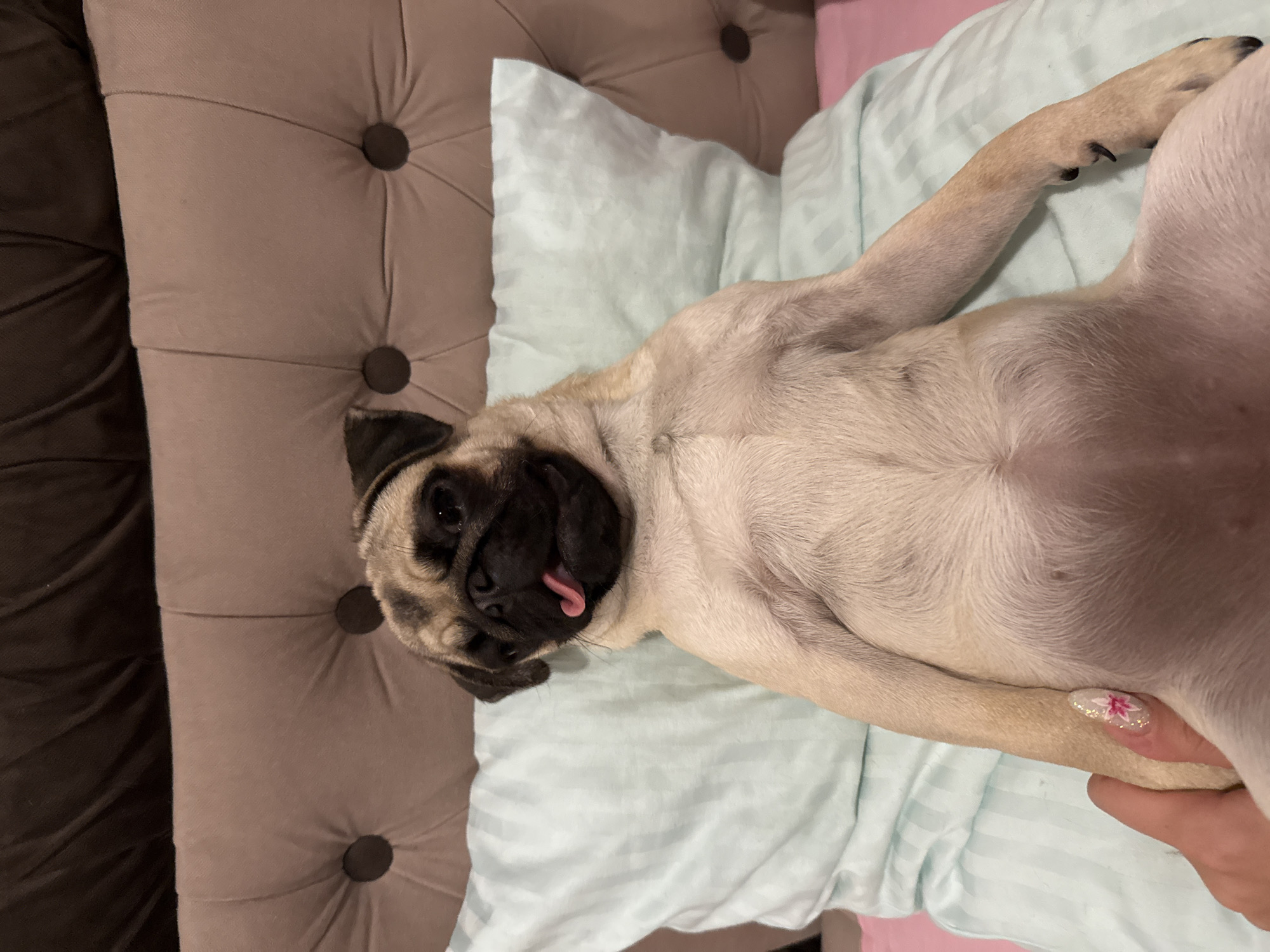 A pug is lying on its back on a bed with its tongue sticking out. The pug is fawn colored with a black face and is lying on a light blue striped pillow. Behind the pug is a tufted headboard of a bed in a light brown color. A person's hand with a flower-designed nail is visible at the bottom left of the image, touching the pug's leg. The image appears to be taken indoors in a bedroom.