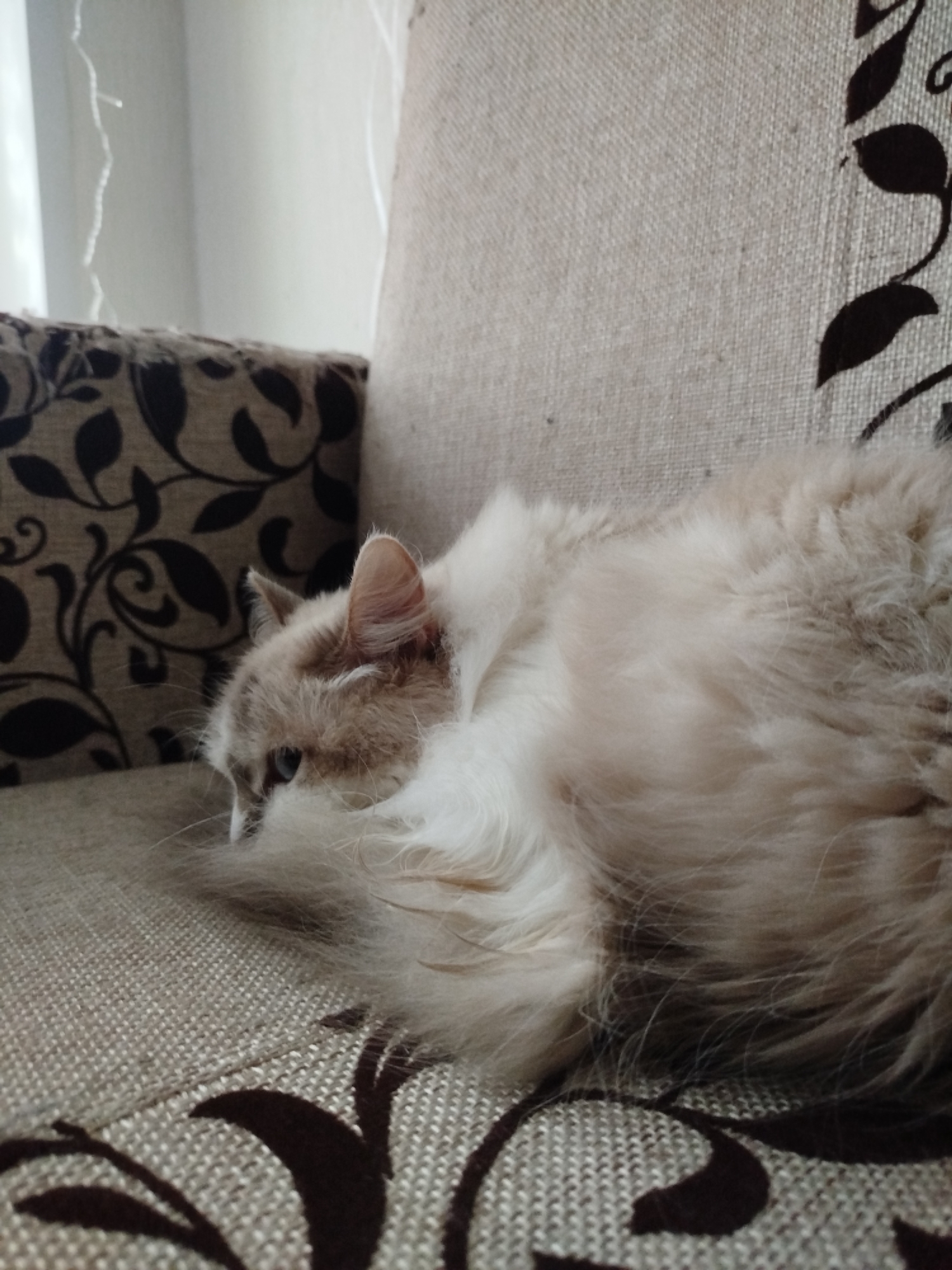 A fluffy, long-haired cat, likely a Ragdoll, is resting on a sofa in a domestic indoor setting. The cat has light cream or beige fur with subtle darker points on its ears and face, and a visible blue eye looking calmly towards the left foreground. Its voluminous fur creates a soft, rounded shape as it lies curled up on the furniture.
The sofa and a nearby cushion feature a light tan, woven fabric upholstery adorned with a repeating pattern of dark brown or black ornate scrollwork and floral motifs. The cat's tail, covered in long, soft fur, is visible in the foreground, blending into the patterned fabric.
In the upper left background, a brightly lit area suggests a window or light source, revealing a light-colored wall or curtain. Faint, wavy white lines are visible against this bright background, which could be loose threads or reflections. The natural lighting indicates it is daytime. The image conveys a peaceful and comfortable atmosphere, showcasing a pet enjoying a restful moment in its home. There is no visible text.